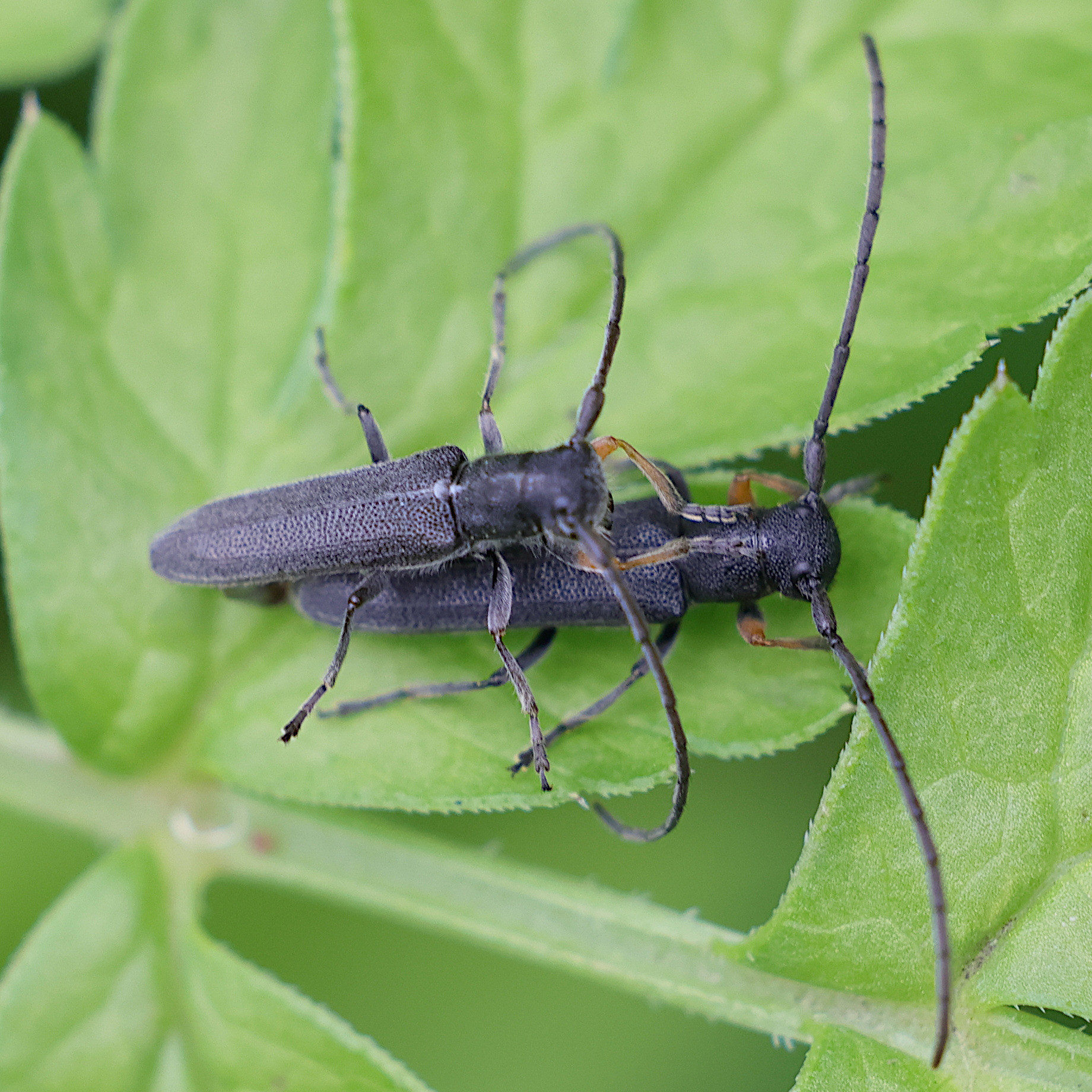 Afficher le média phytoecia_cylindrica1md phytoecia_cylindrica1md