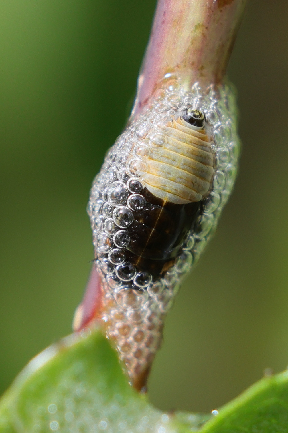 aphrophora_salicina_larv3md