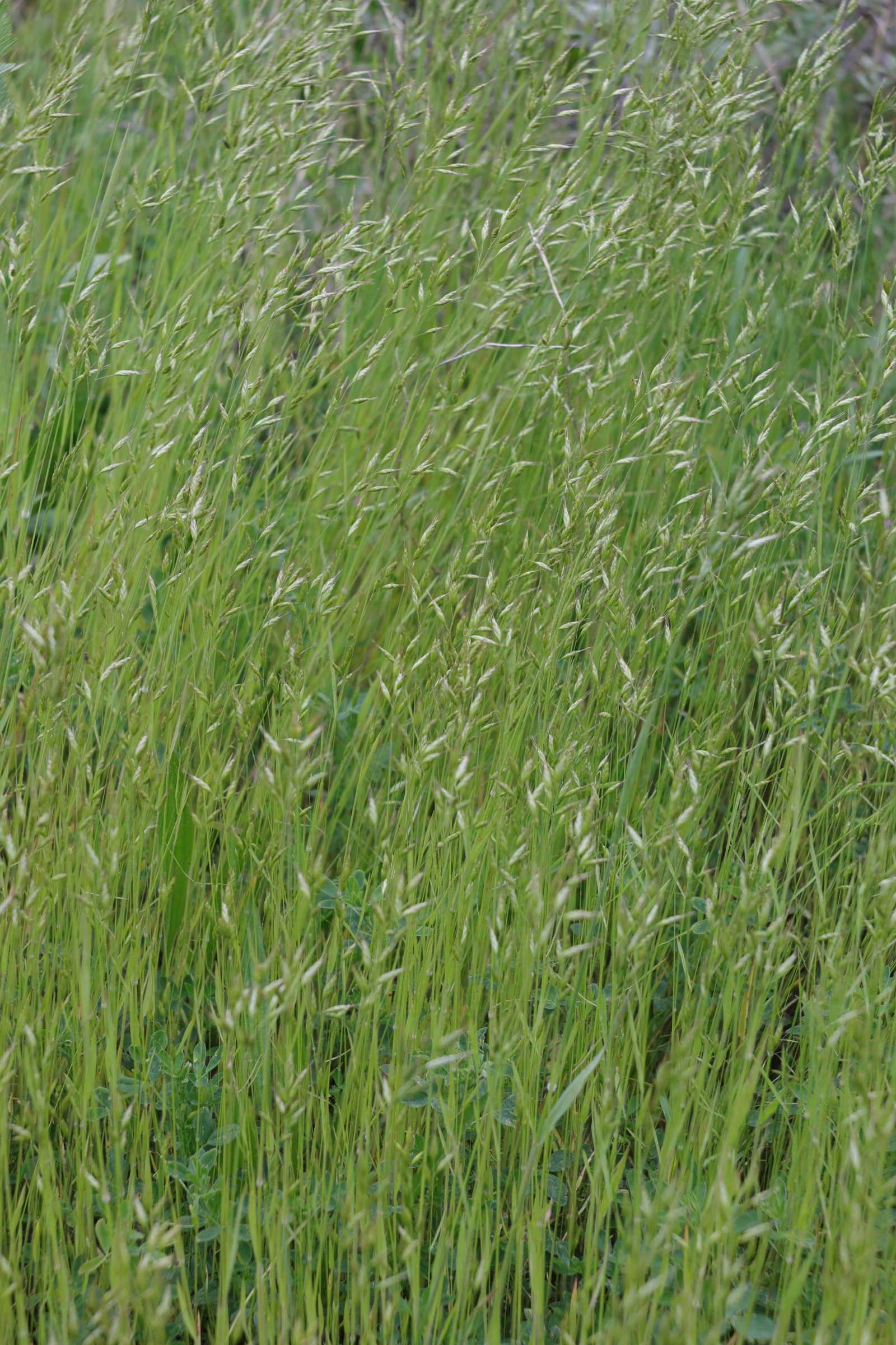 bromus_hordeaceus1md