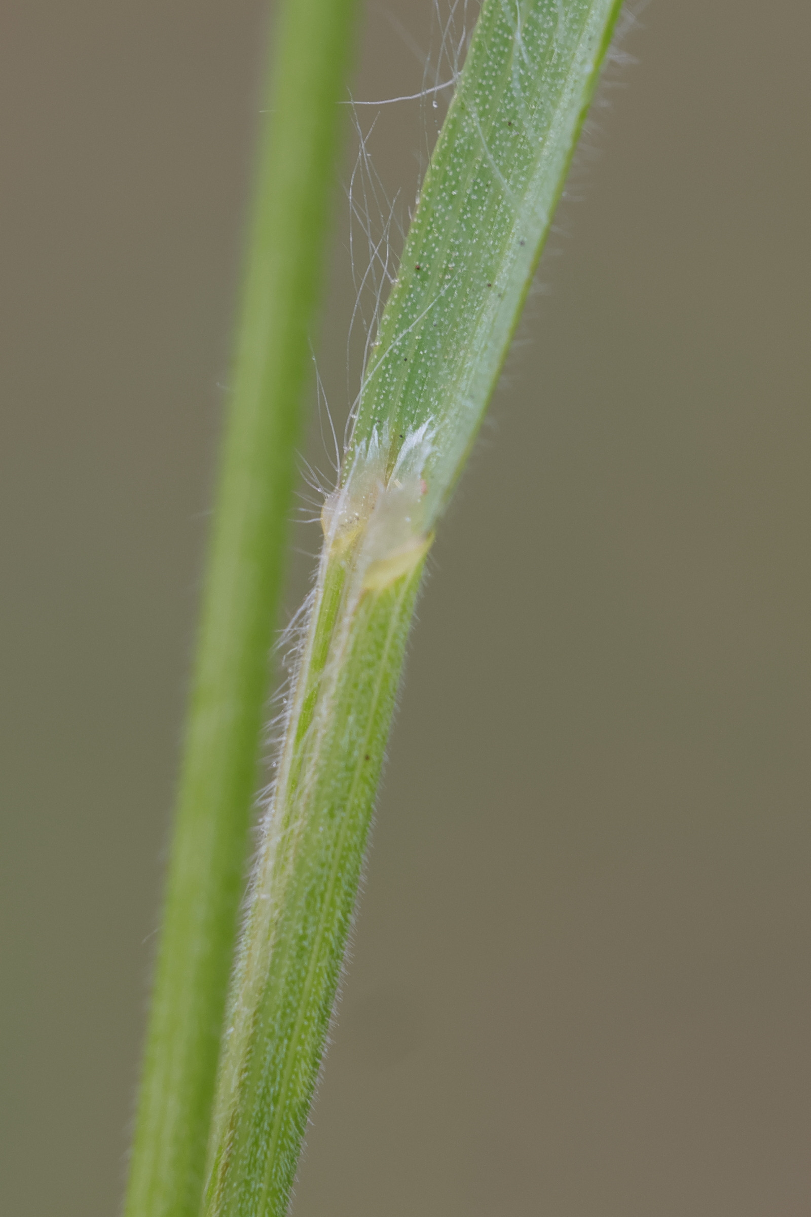 bromus_hordeaceus2md
