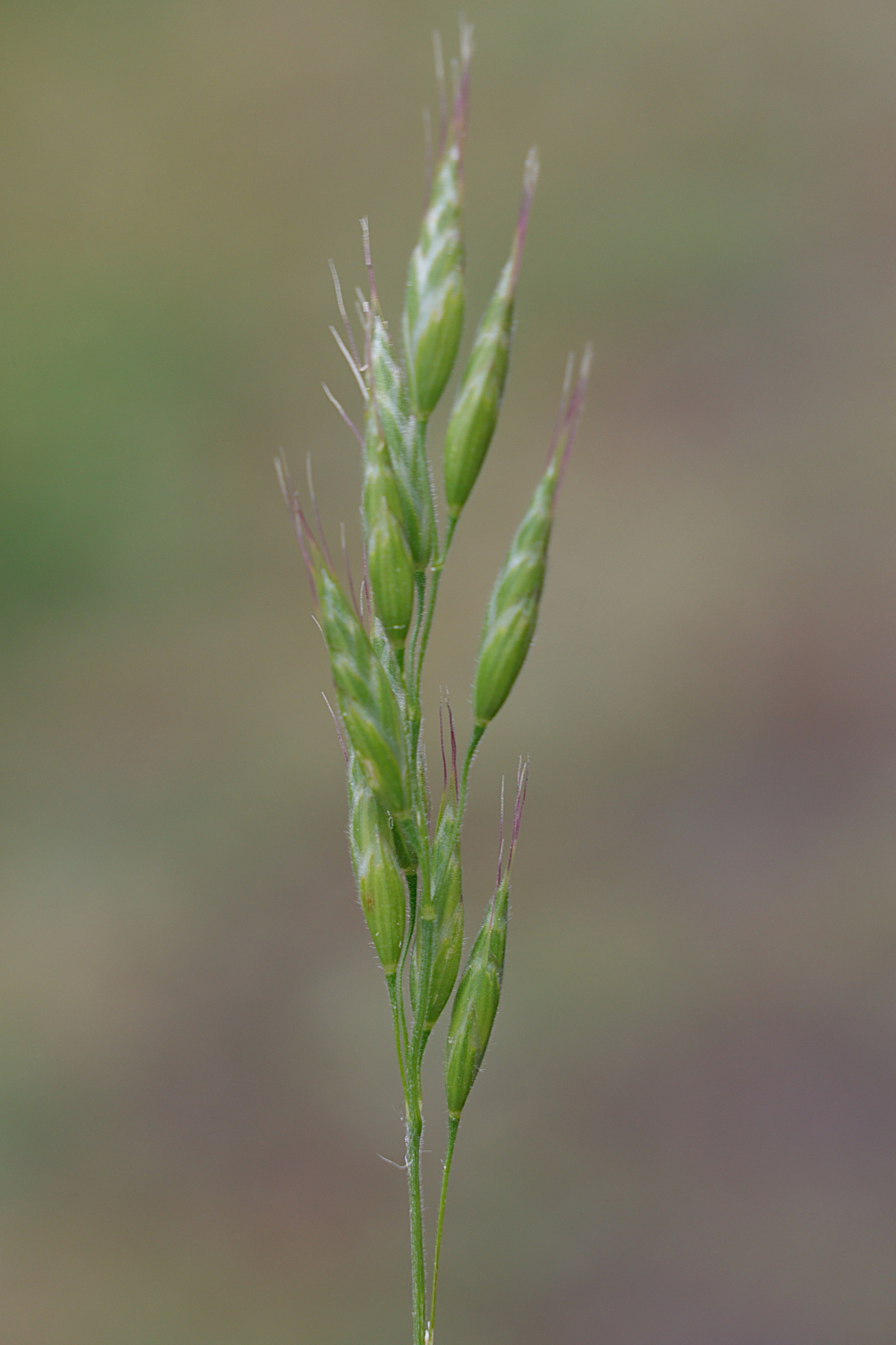 bromus_hordeaceus3md