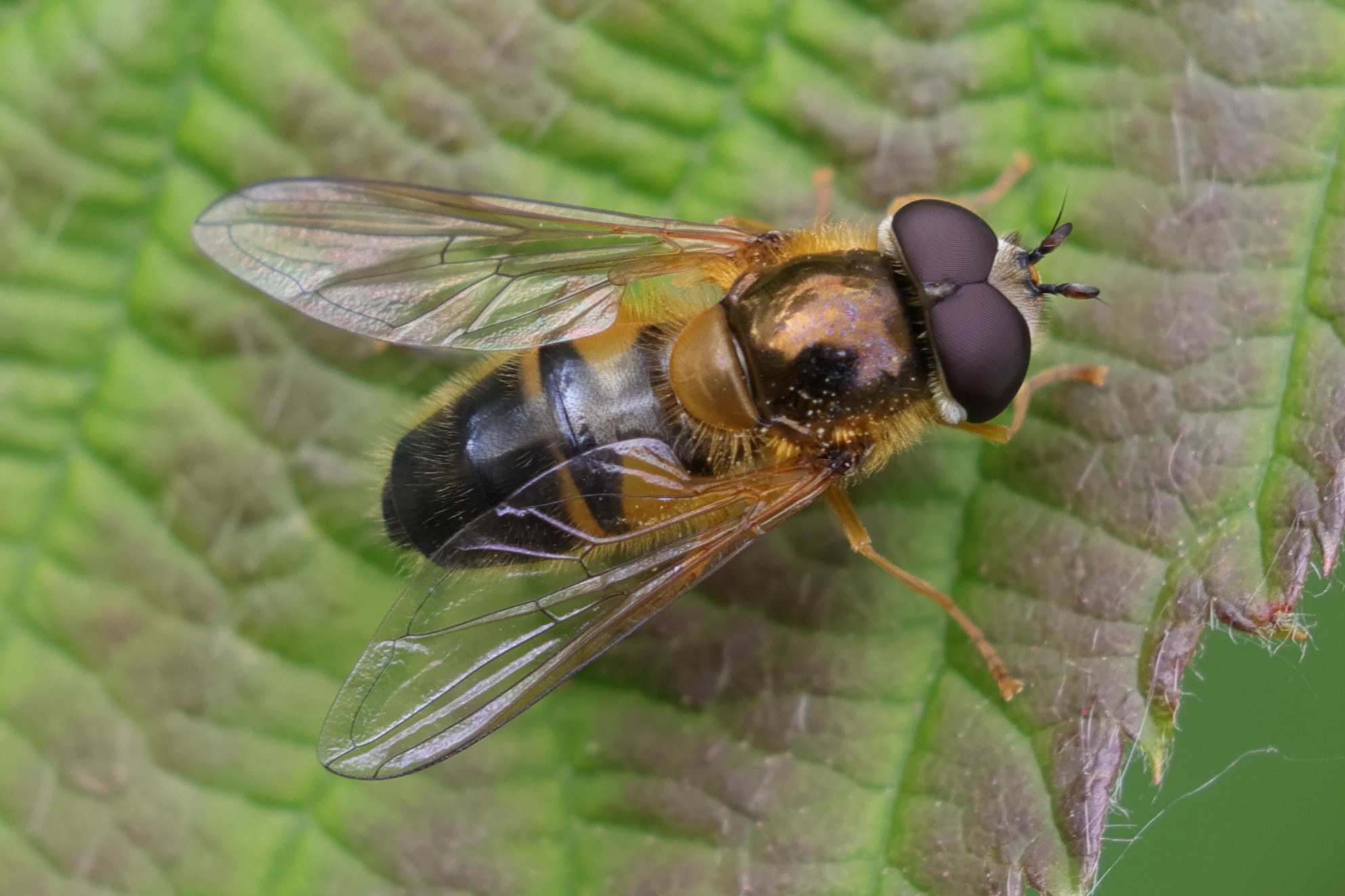 epistrophe_eligans2md