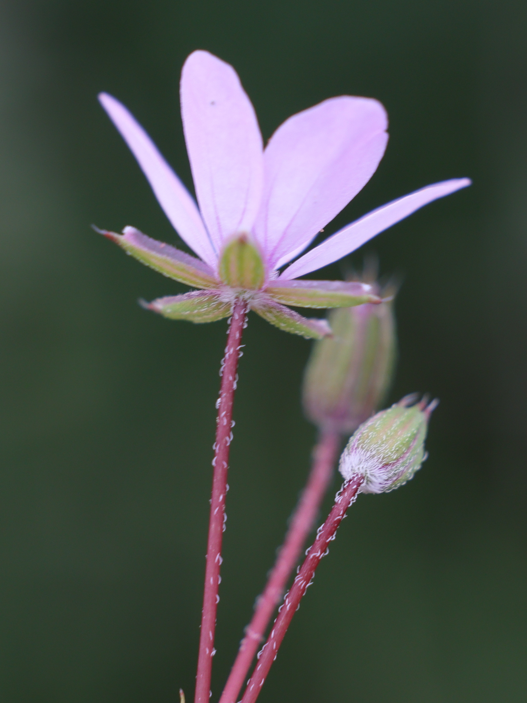 erodium_cicutarium5md