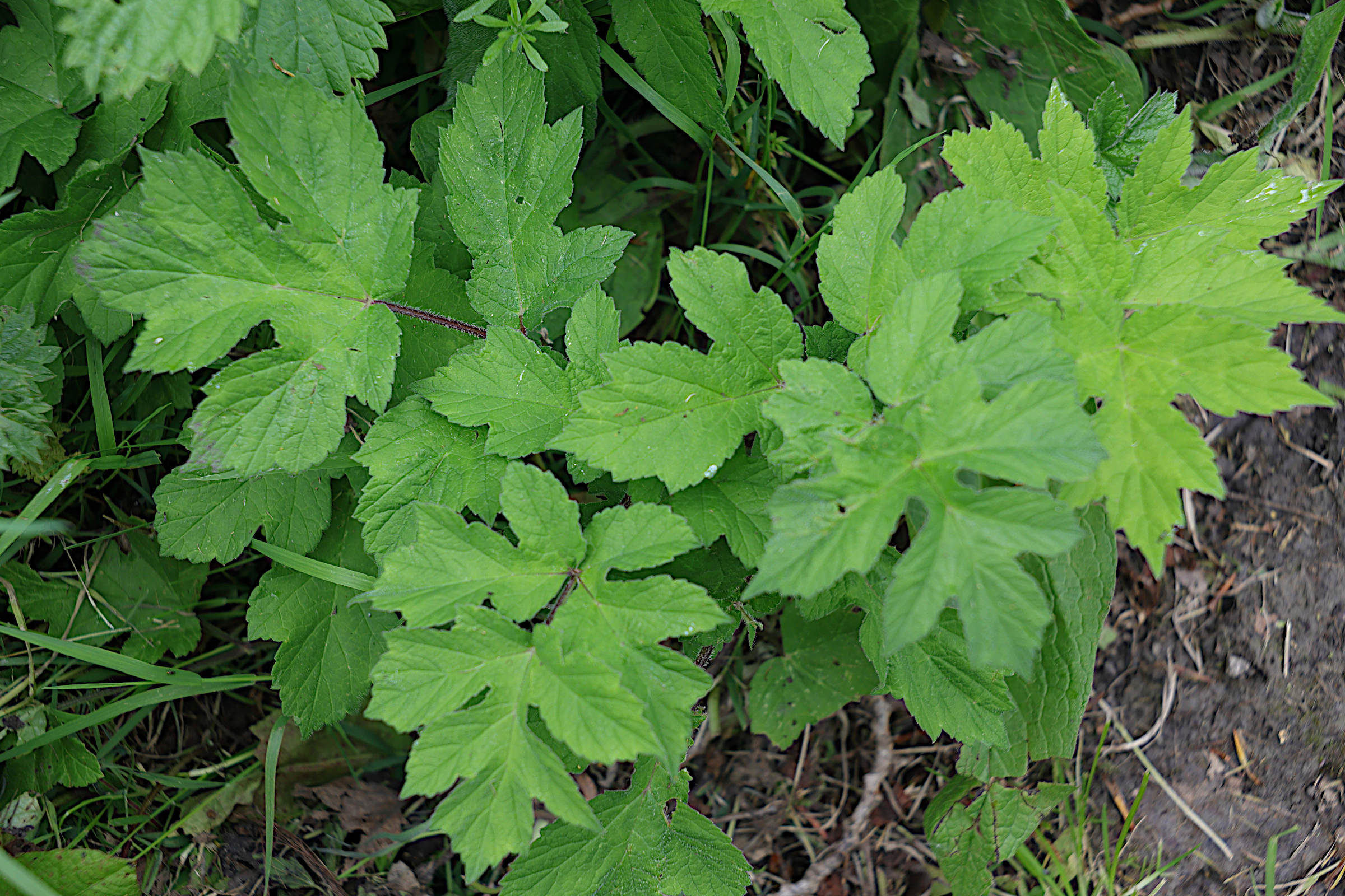 heracleum_sphondylium10md