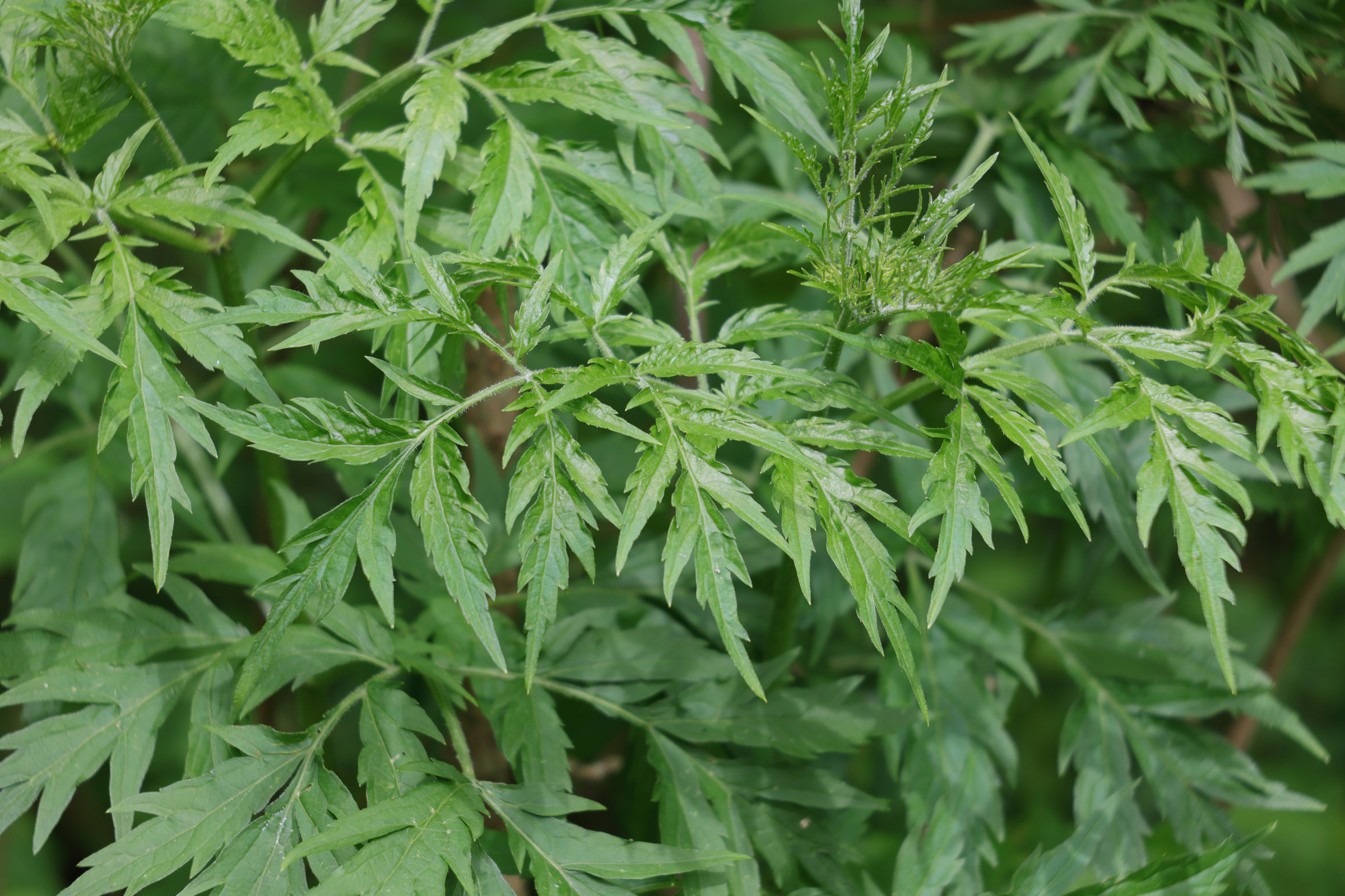 Afficher le média sambucus_nigra_laciniata2md sambucus_nigra_laciniata2md