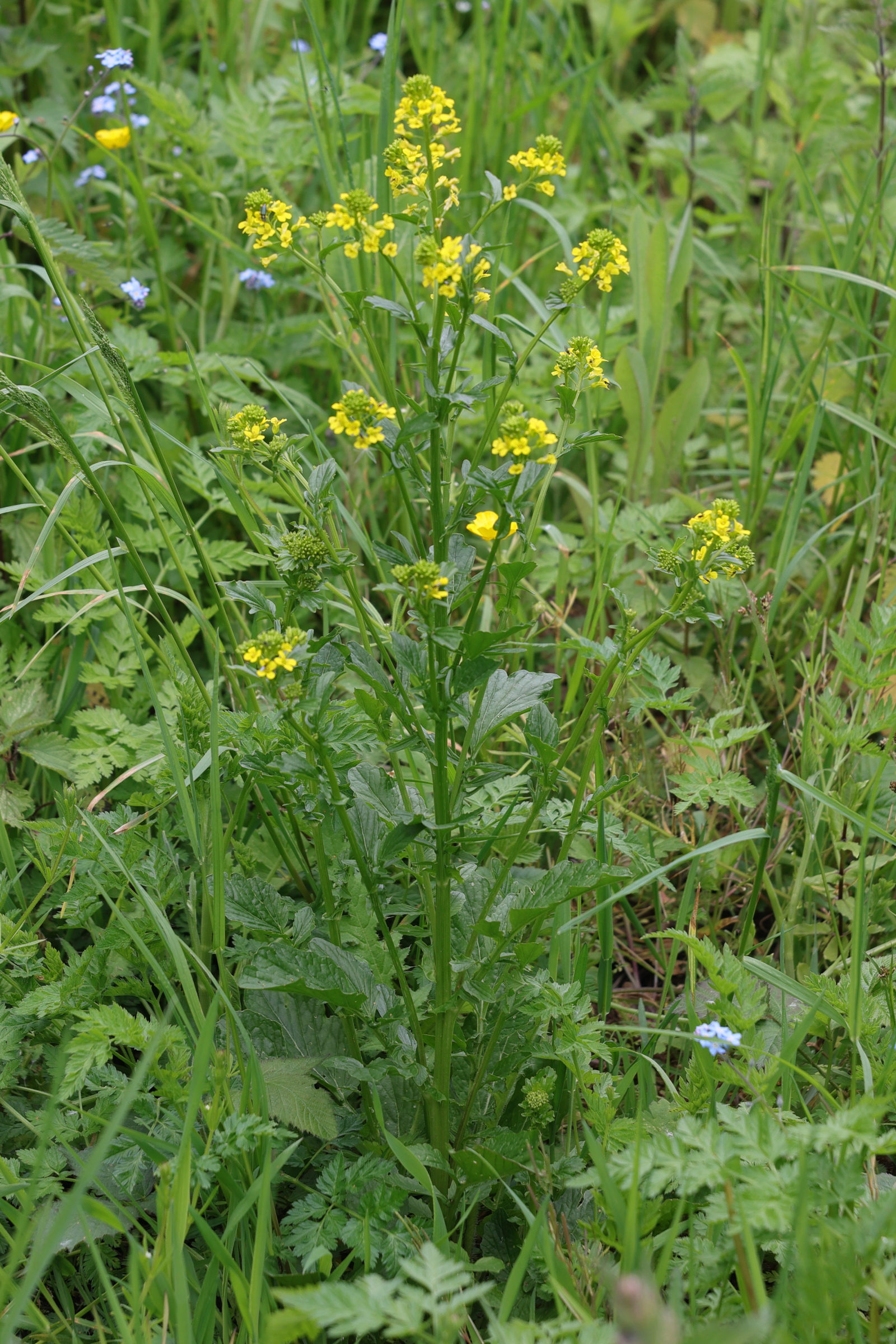 Afficher le média barbarea_vulgaris1amd barbarea_vulgaris1amd