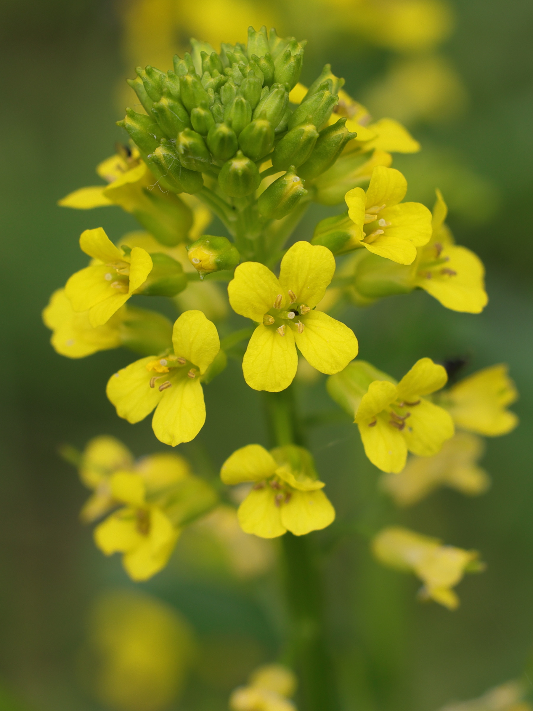 Afficher le média barbarea_vulgaris2amd barbarea_vulgaris2amd