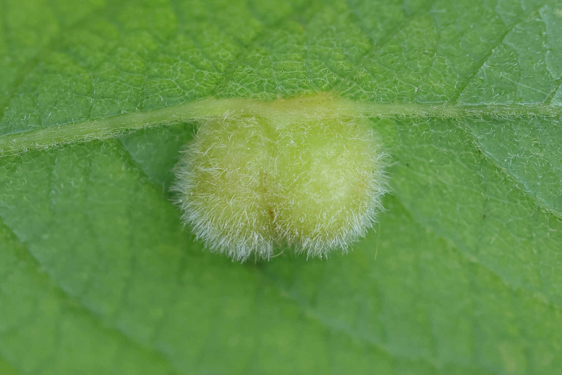 euura_pedunculi_galle3md