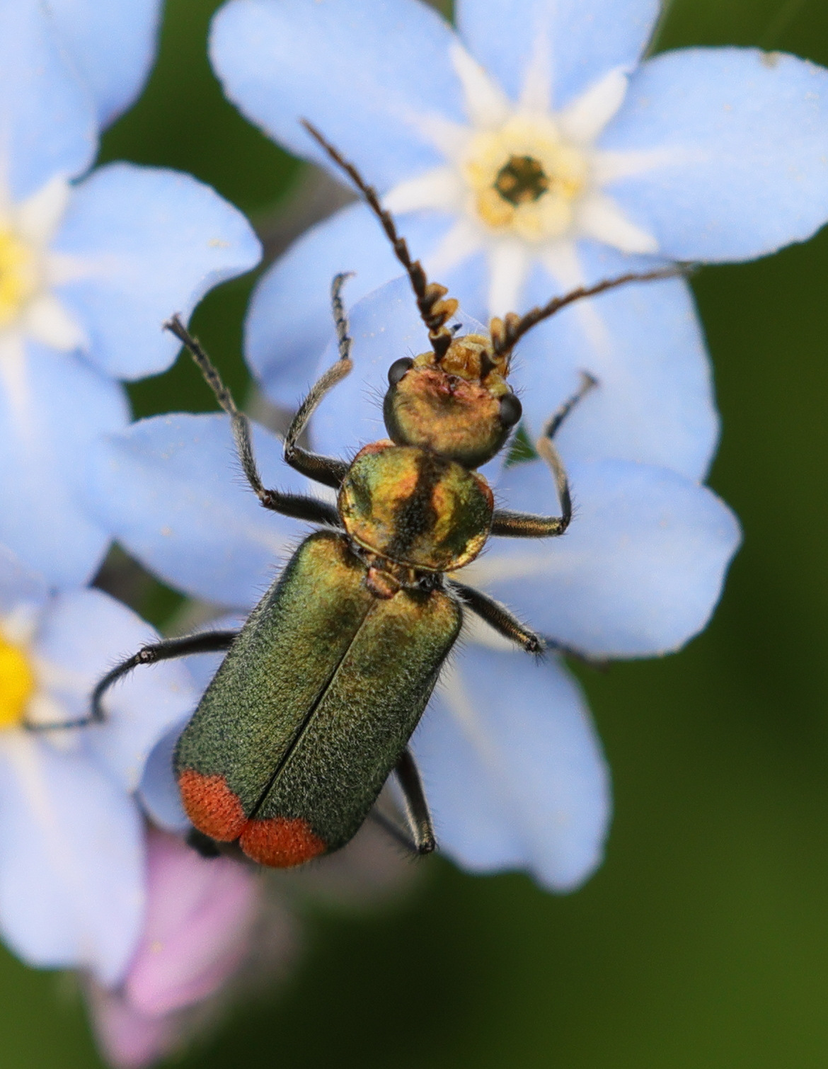 Afficher le média malachius_bipustulatus6md malachius_bipustulatus6md