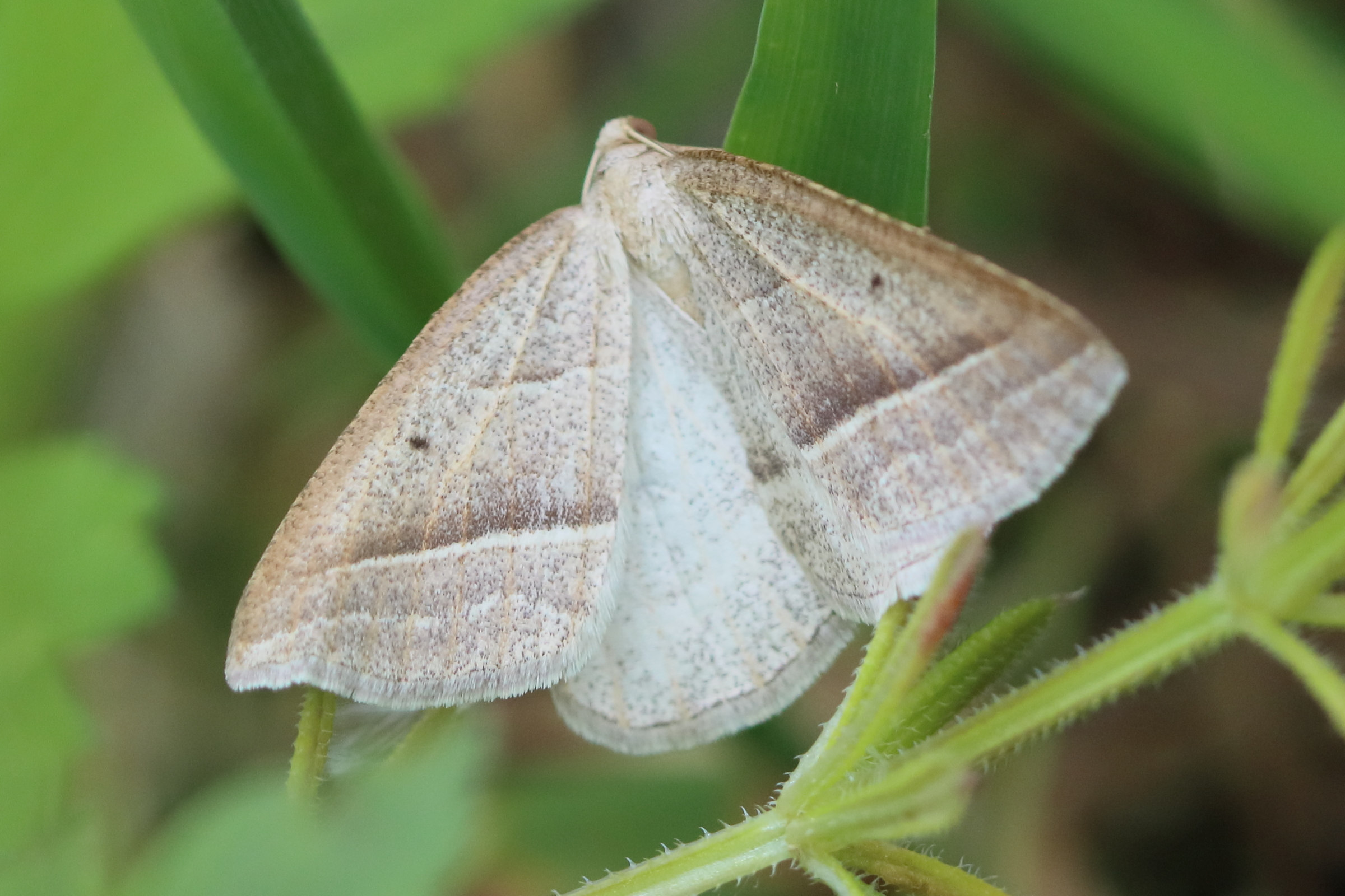 petrophora_chlorosata2bd