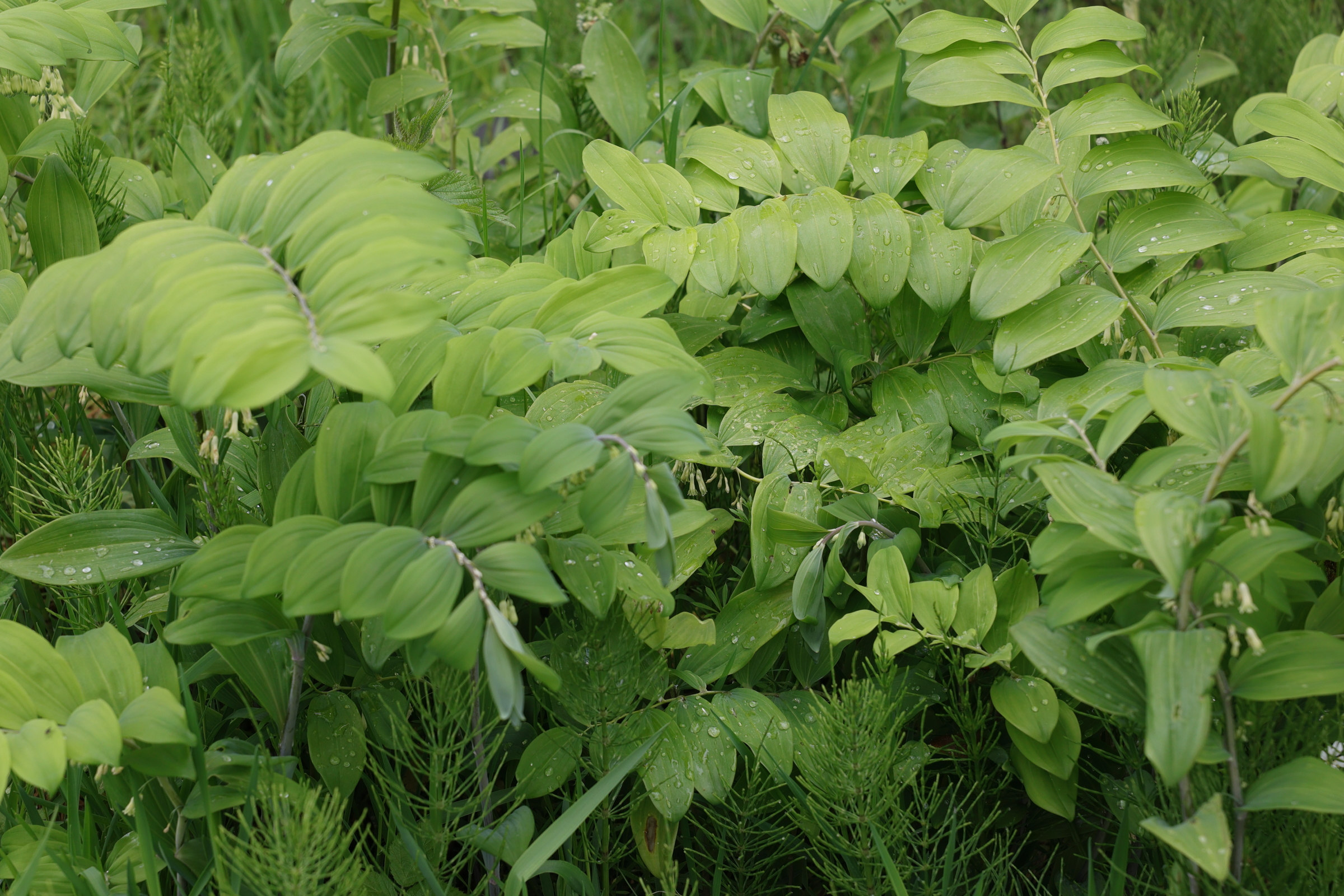polygonatum_multiflorum8md