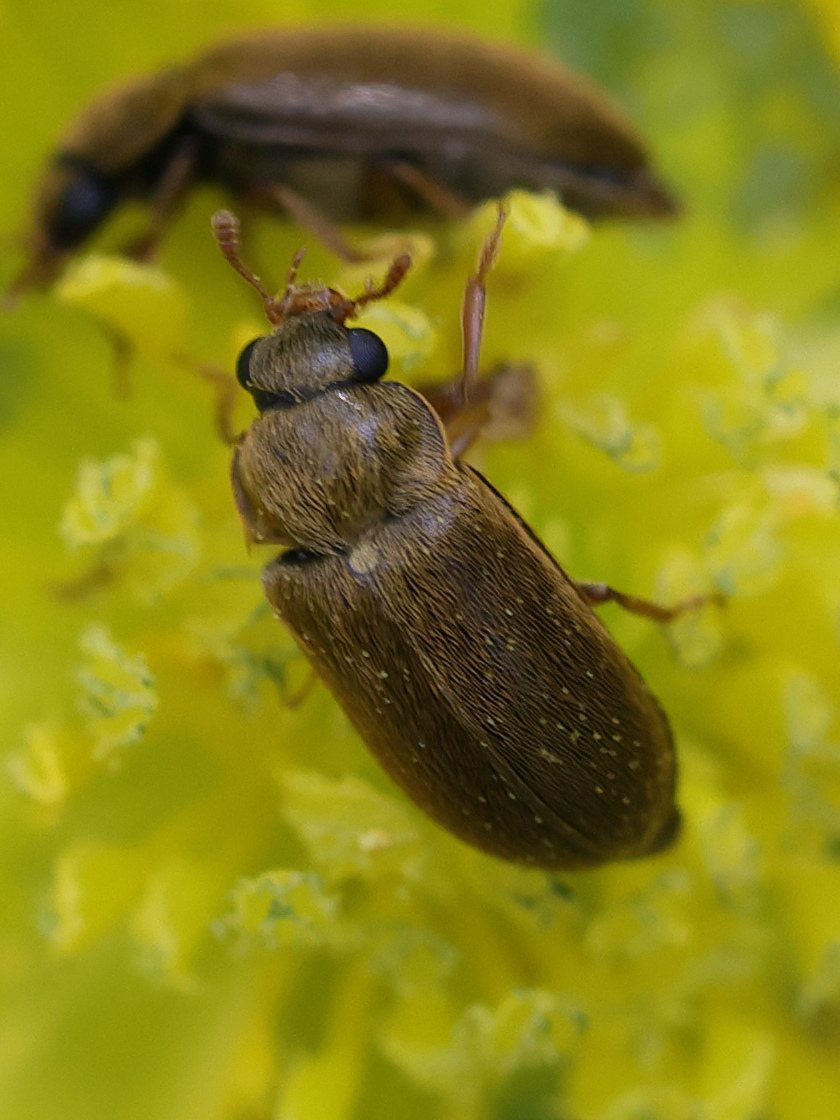 byturus_ochraceus5md