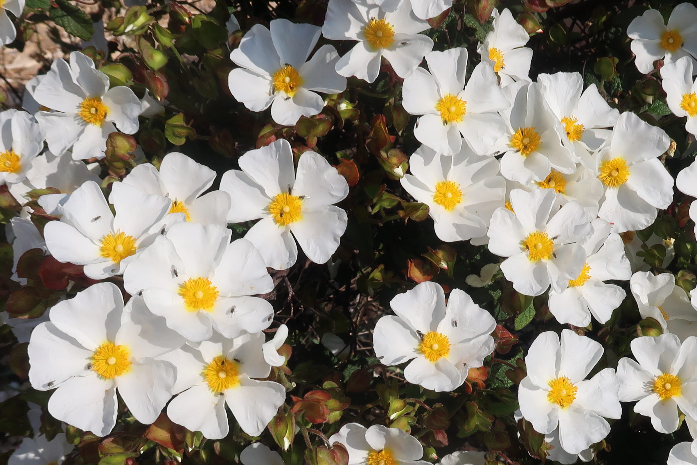 Afficher le média cistus_salviifolius2md cistus_salviifolius2md