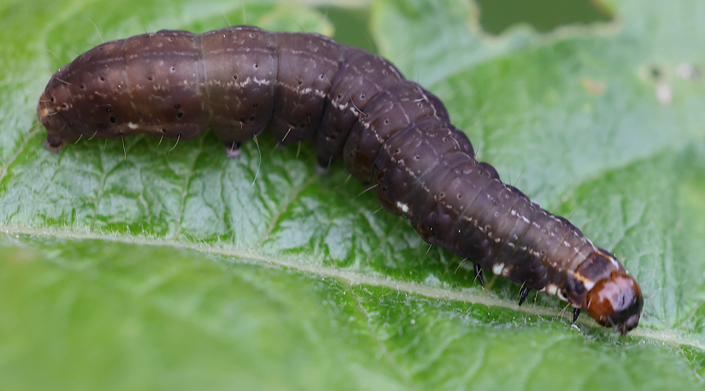 eupsilia_transversa_ch2md