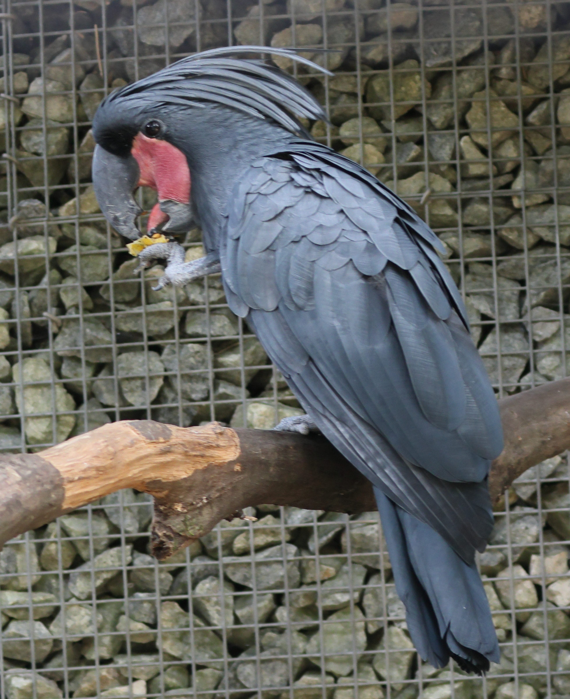 cacatoes_noir_-_probosciger_aterrimis2bd