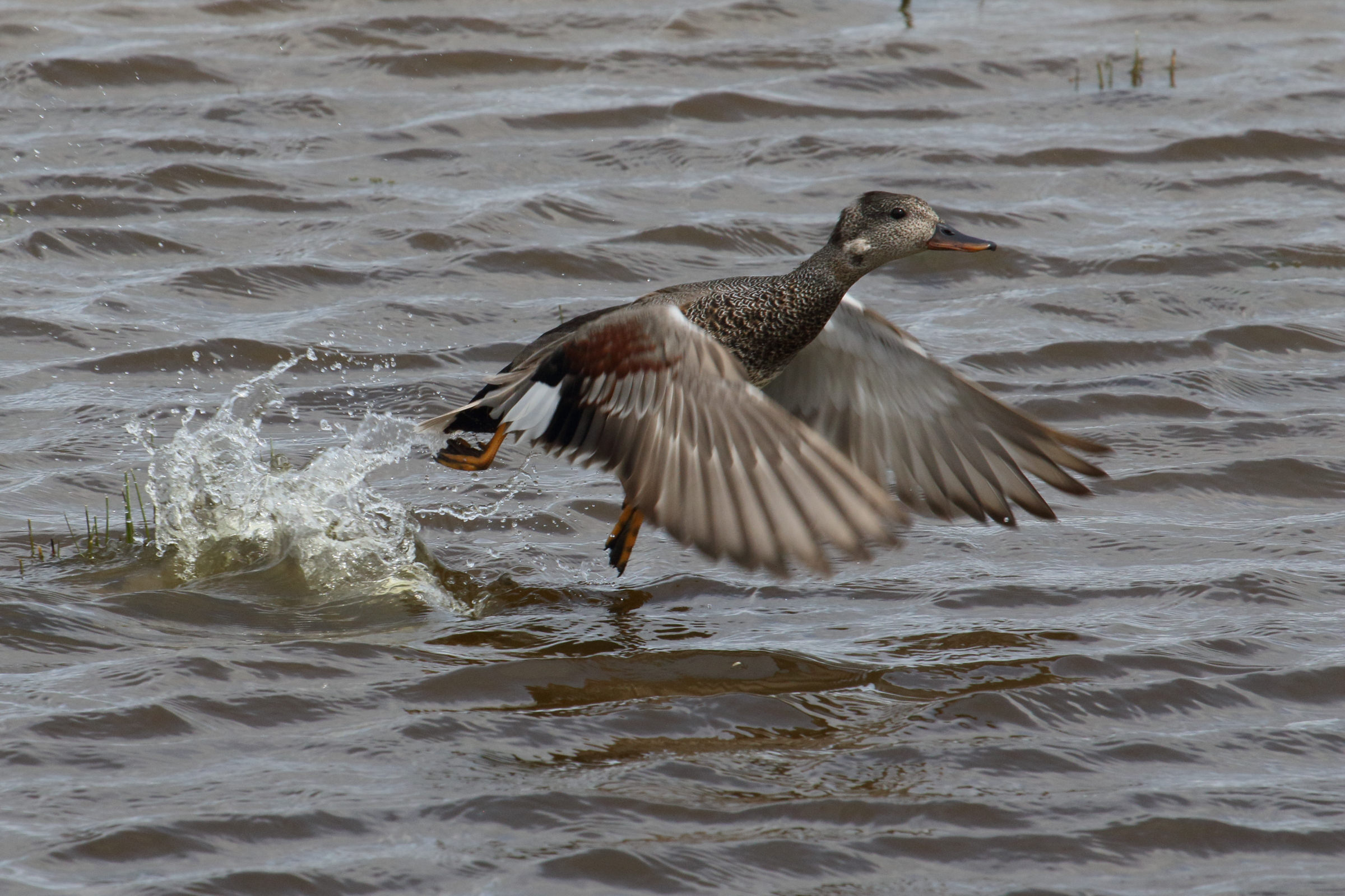 canard_chipeau_-_mareca_strepera3md