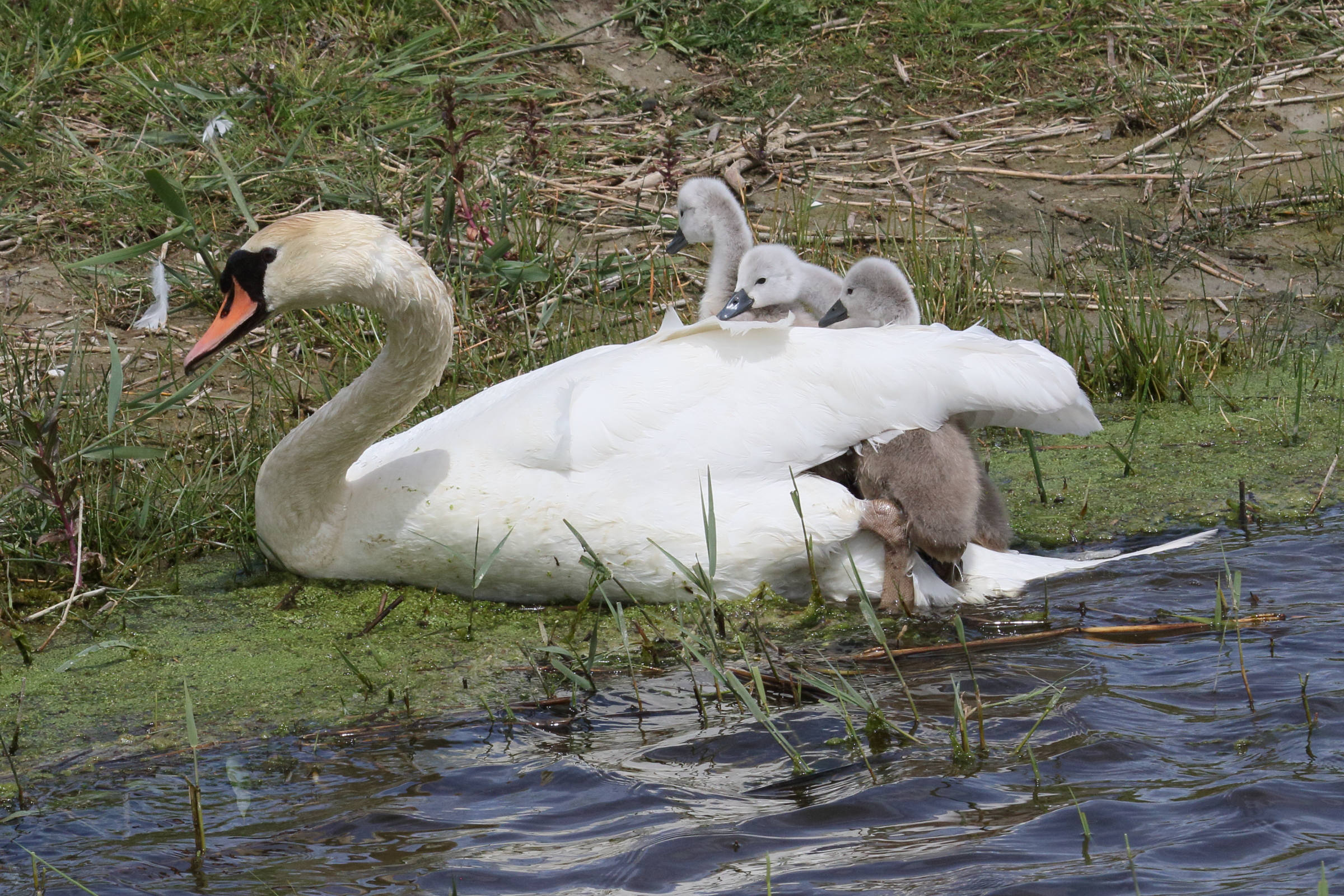 cygne_tubercule_-_cygnus_olor19md