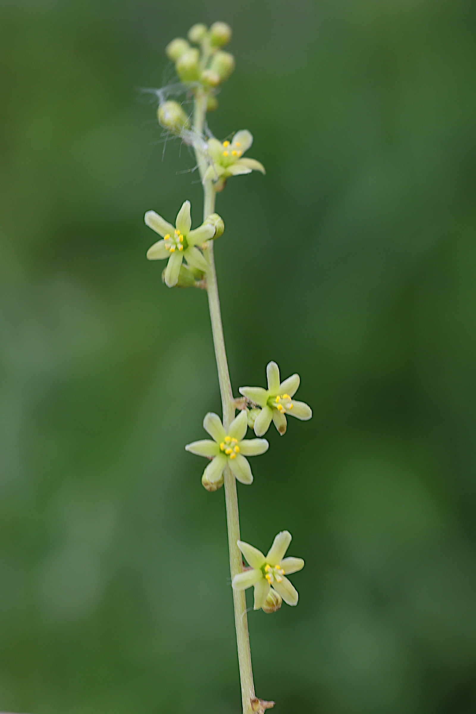 Afficher le média dioscorea_communis9md dioscorea_communis9md