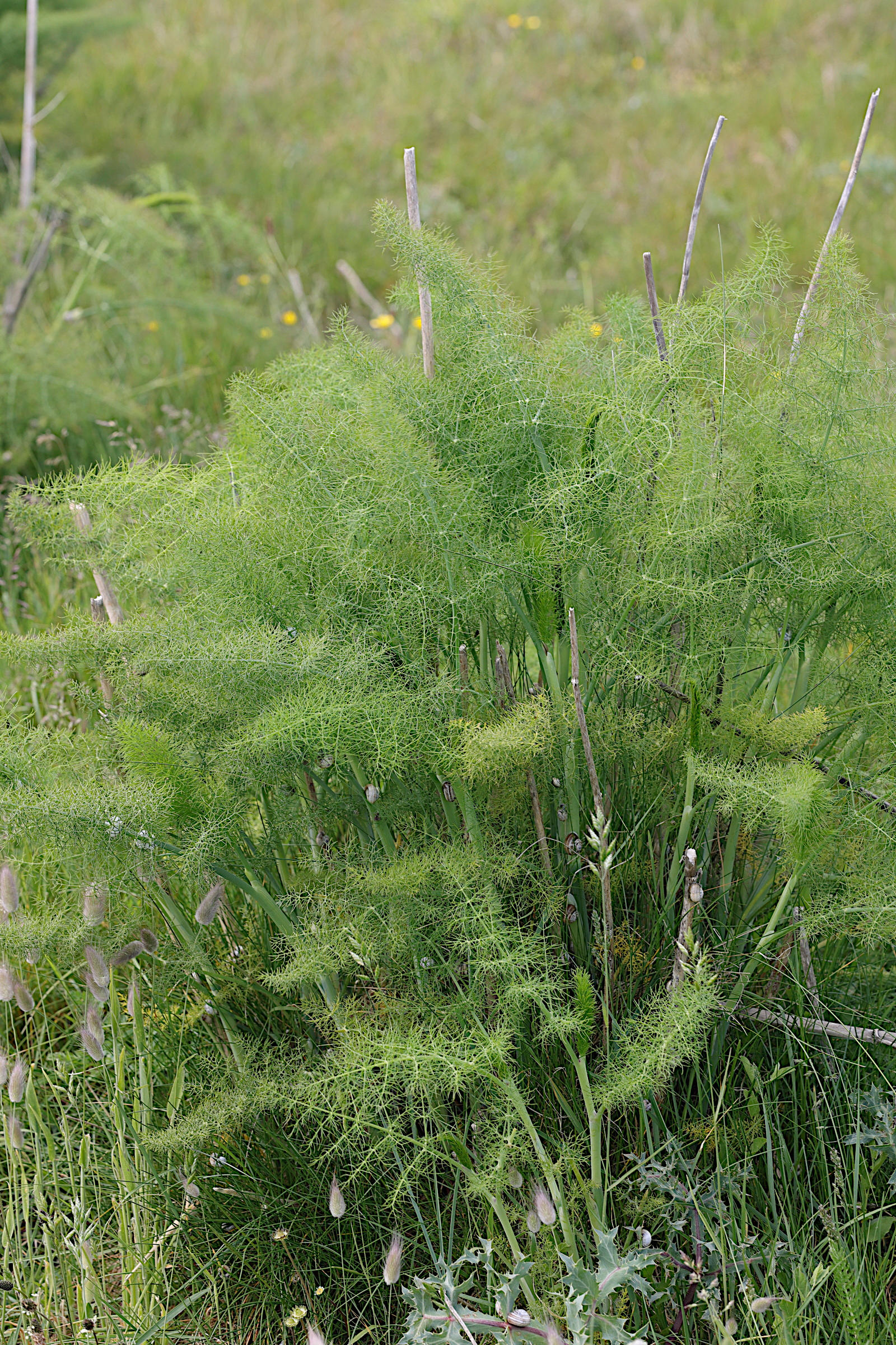 foeniculum_vulgare1md