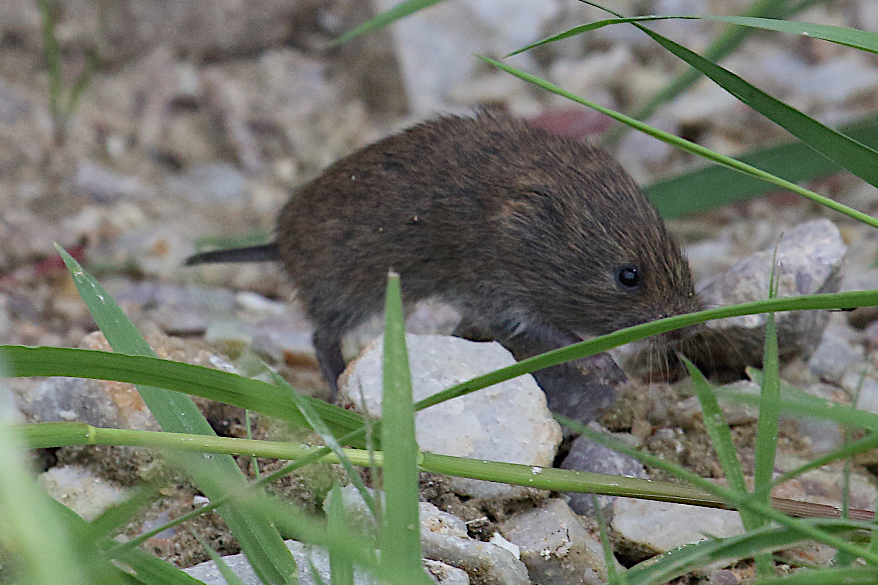 microtus_agrestis4md