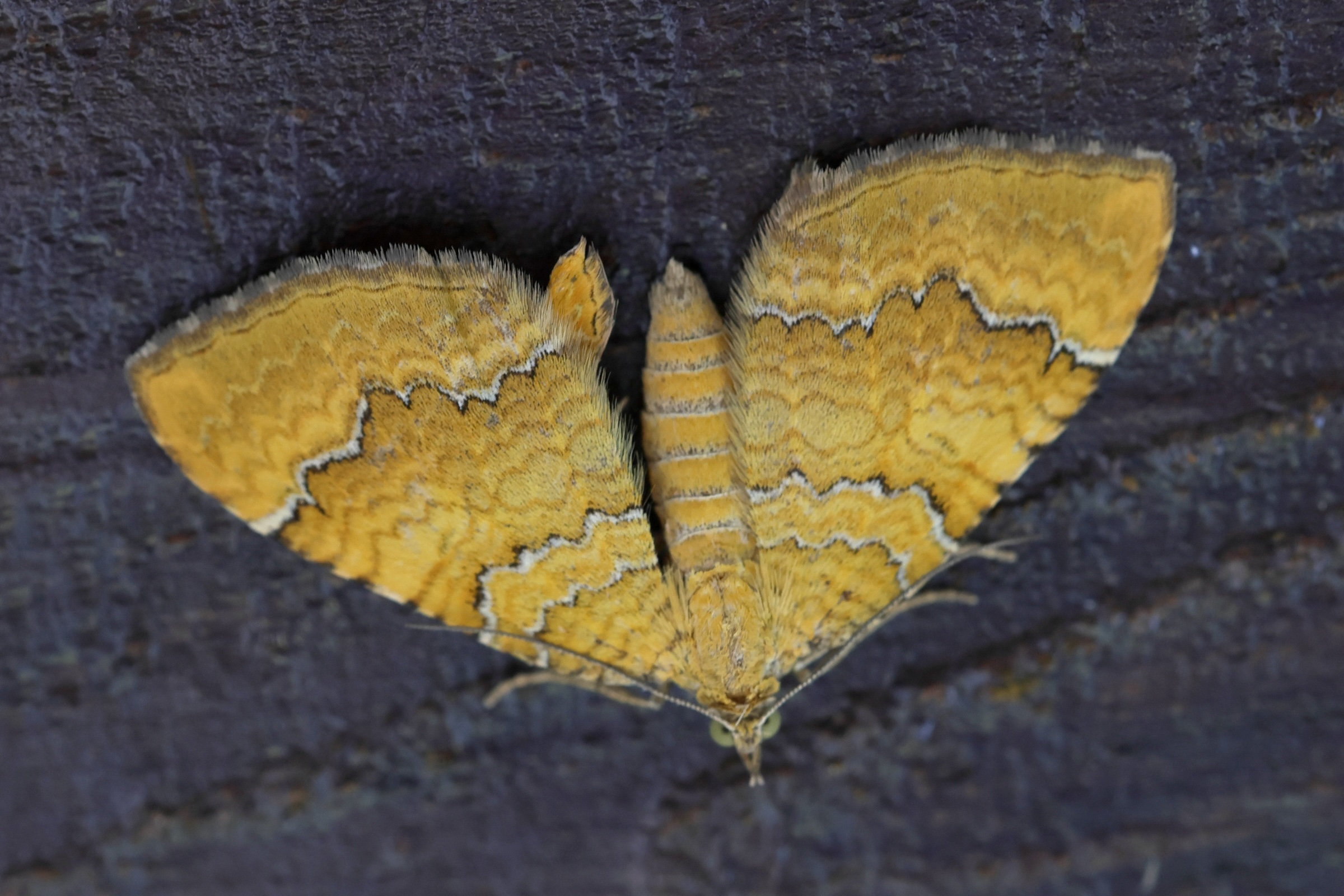 Afficher le média camptogramma_bilineata1md camptogramma_bilineata1md