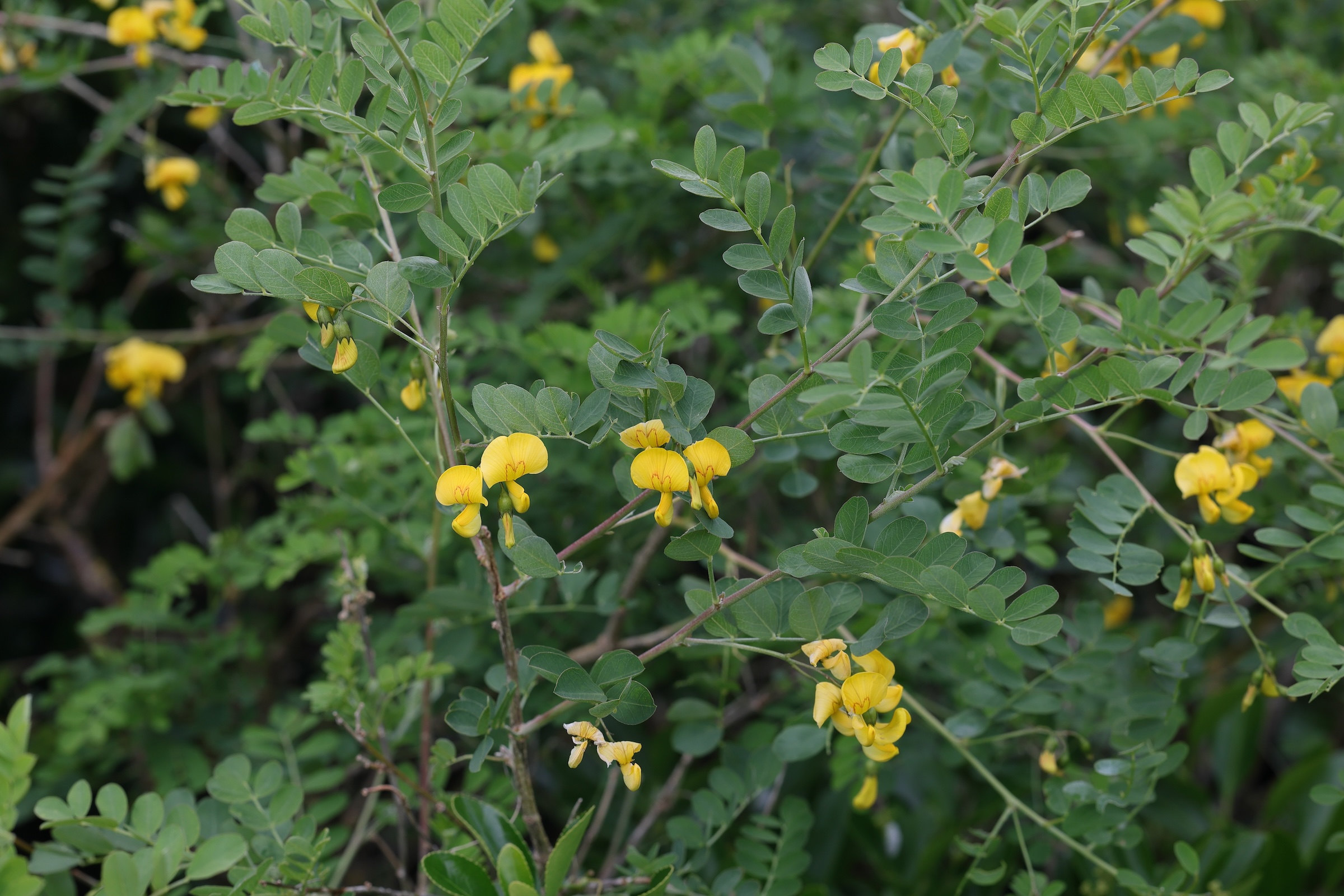 colutea_arborescens1md