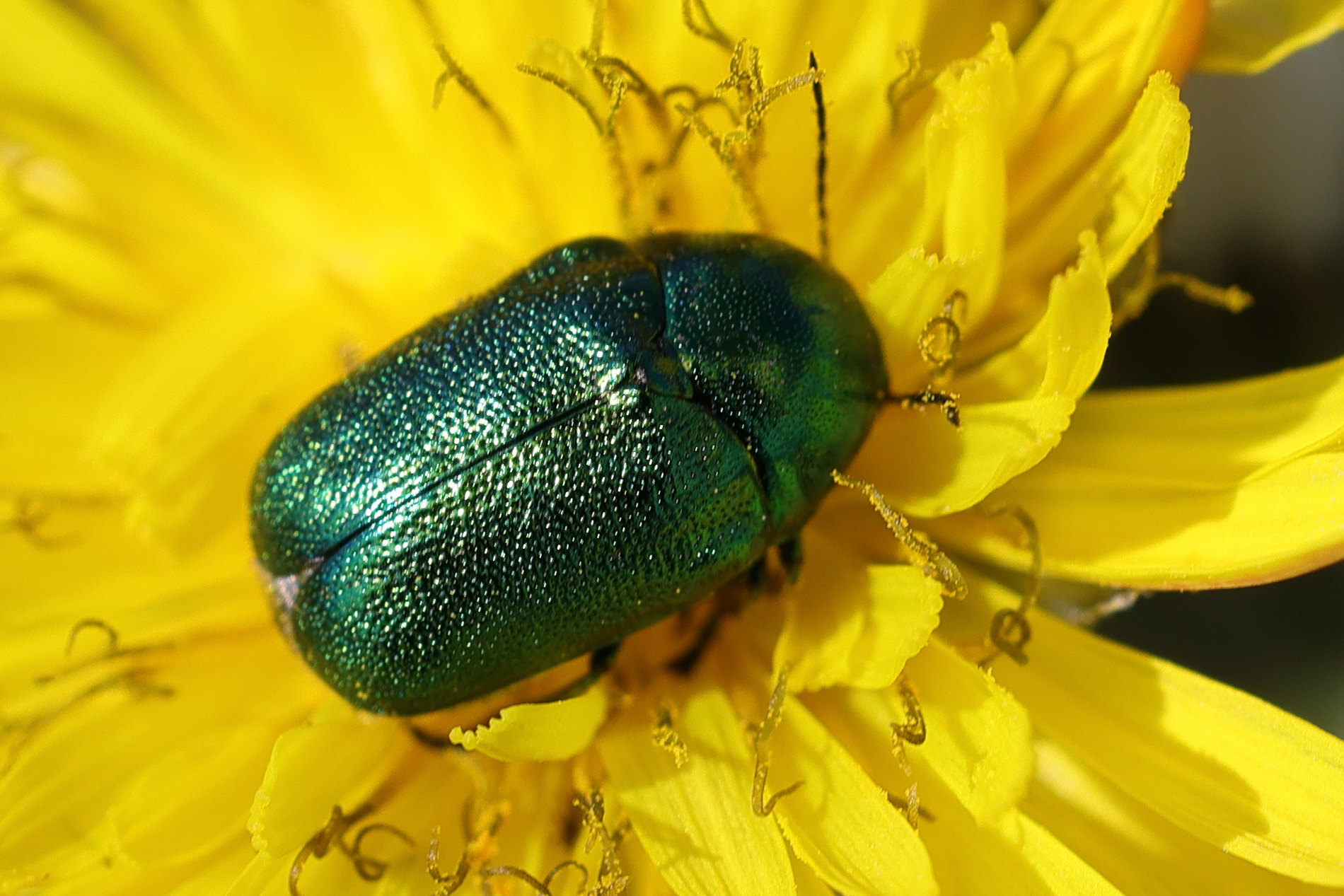 Afficher le média cryptocephalus_aureolus9md cryptocephalus_aureolus9md