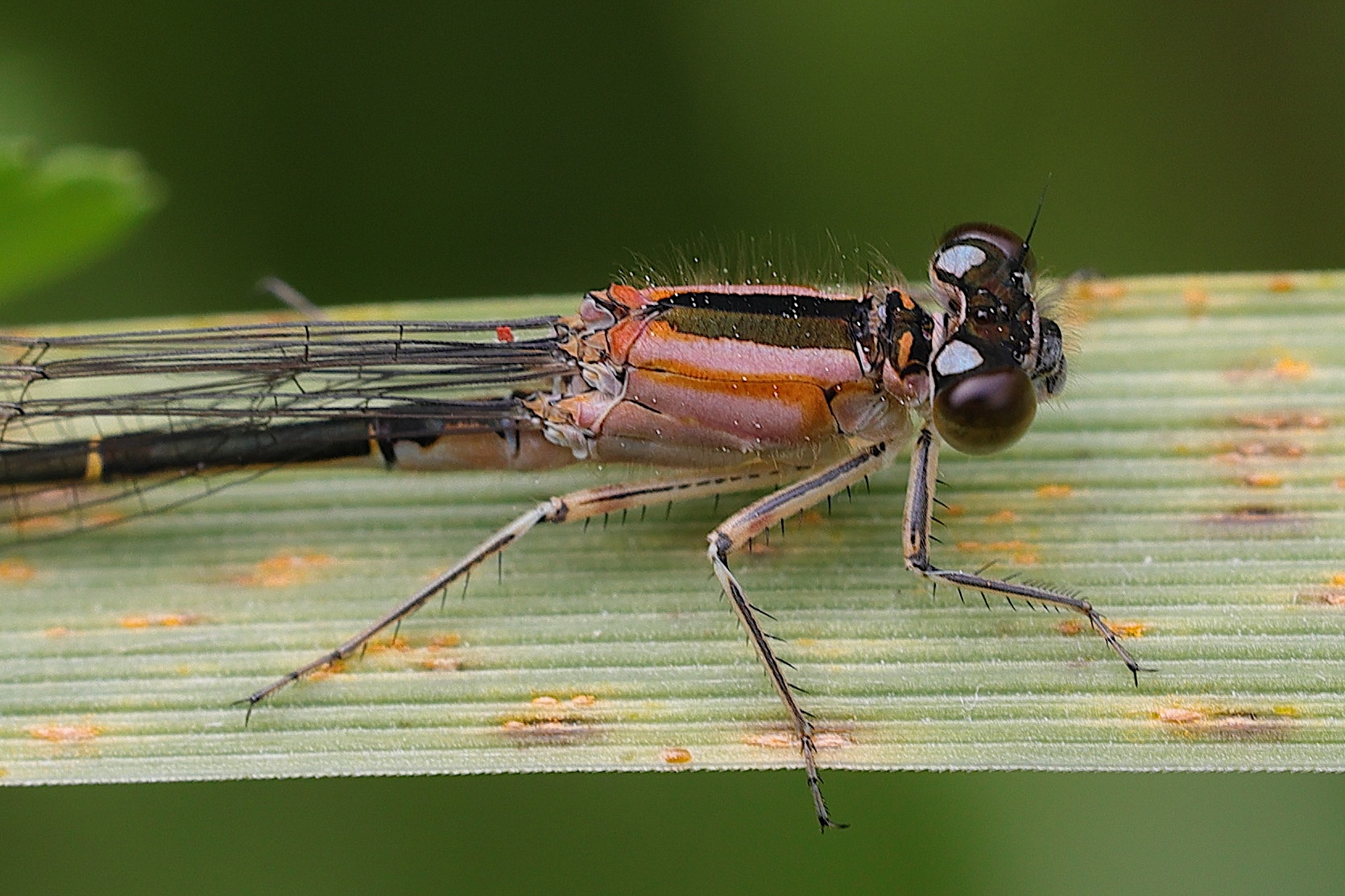 ischnura_elegans14md