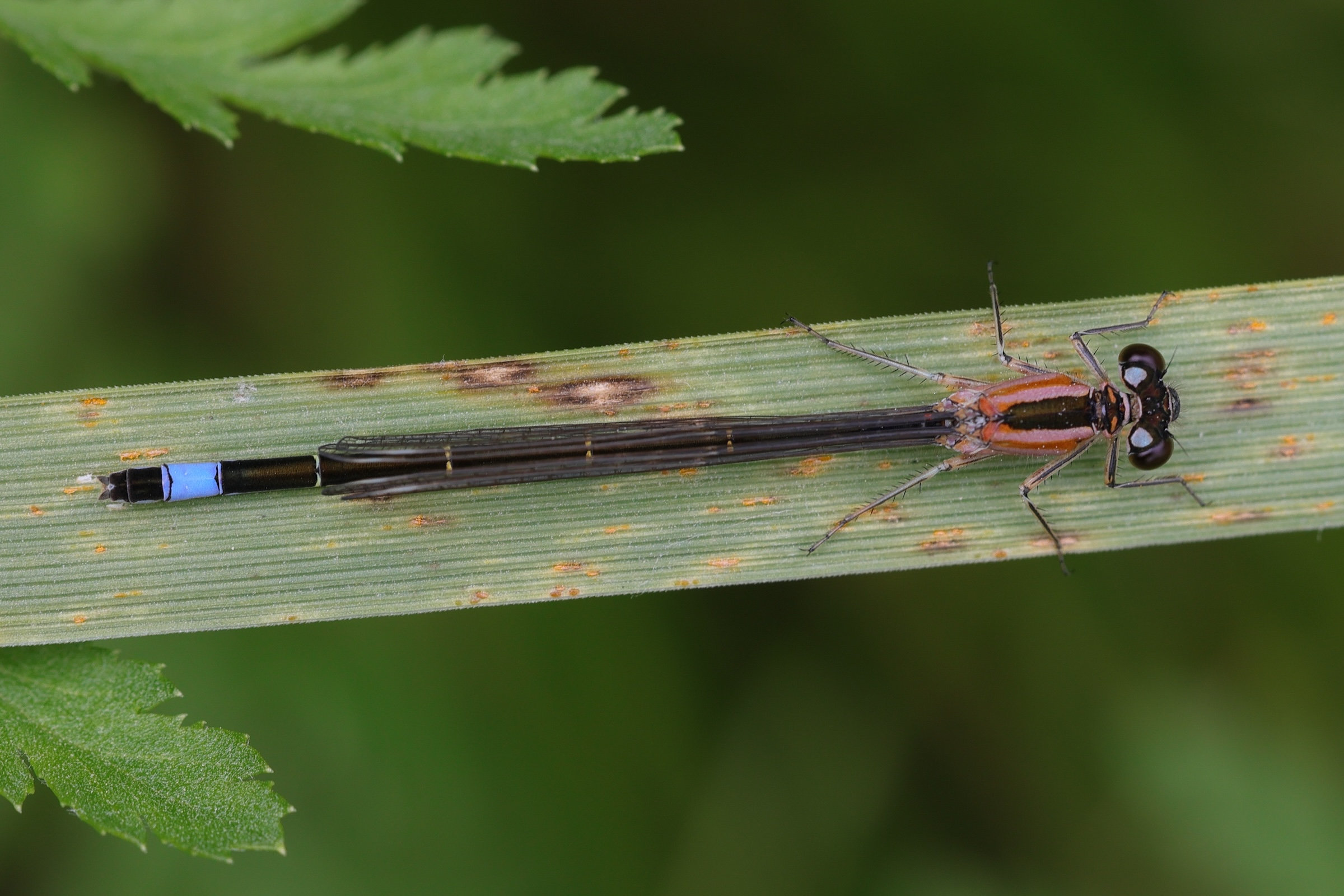 ischnura_elegans15md