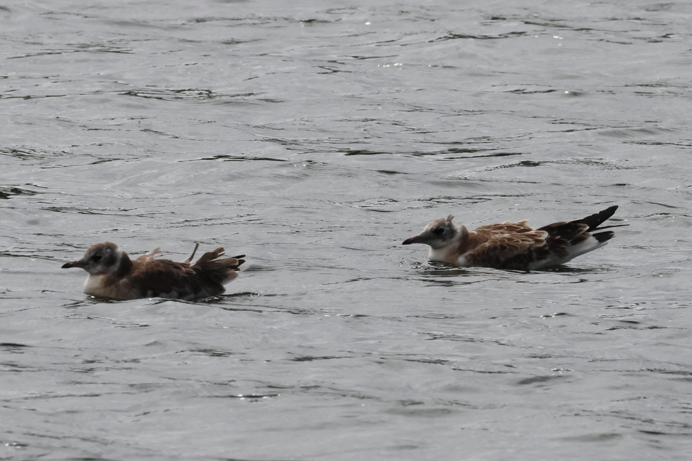 Afficher le média mouette_rieuse_-_chroicocephalus_ridibundus23bd mouette_rieuse_-_chroicocephalus_ridibundus23bd