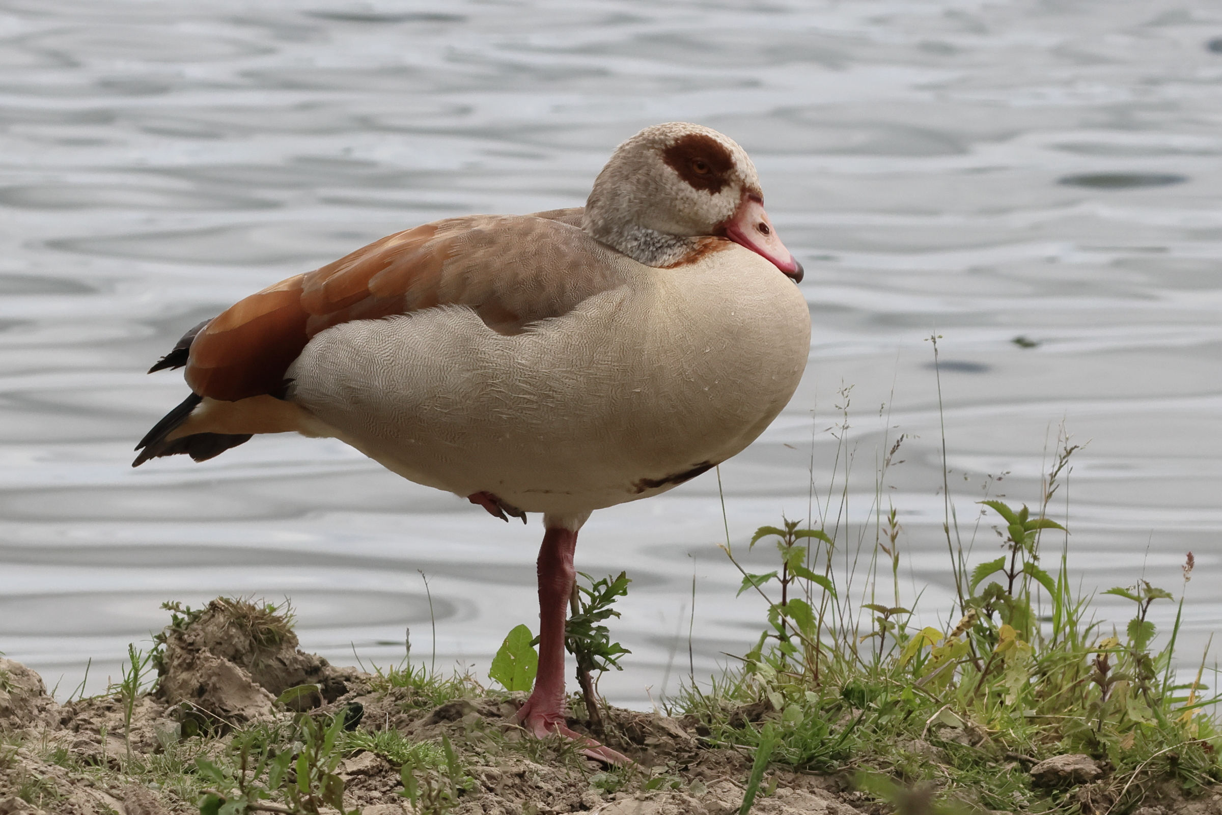 ouette_d-egypte_-_alopochen_aegyptiaca8bd