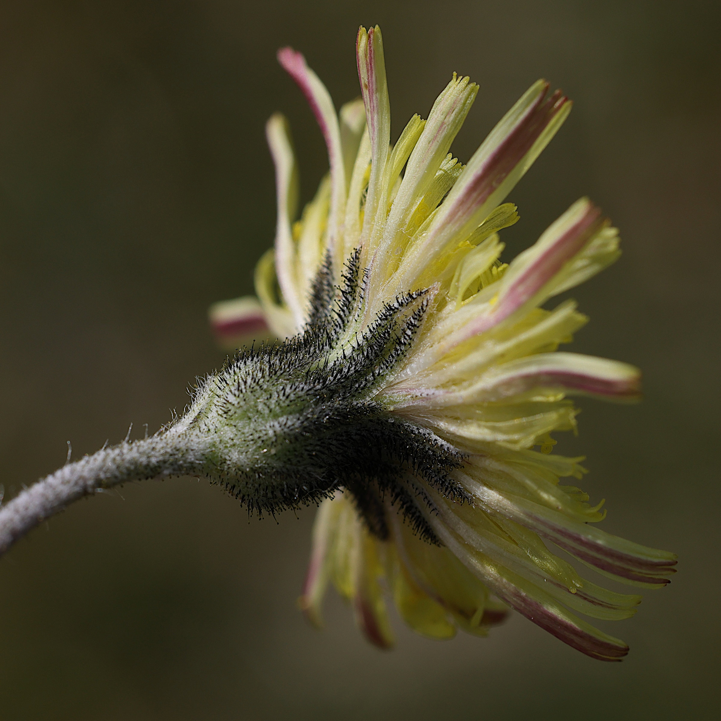 pilosella_officinarum4bmd