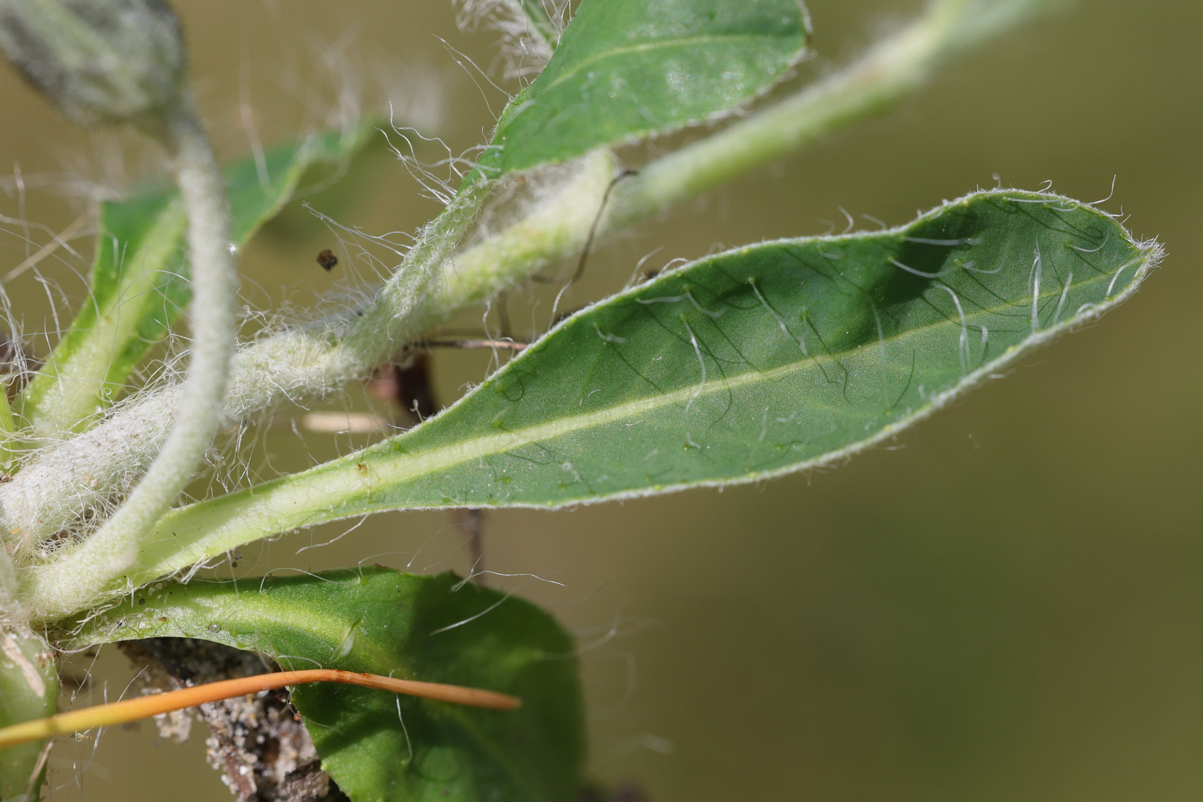 pilosella_officinarum7md