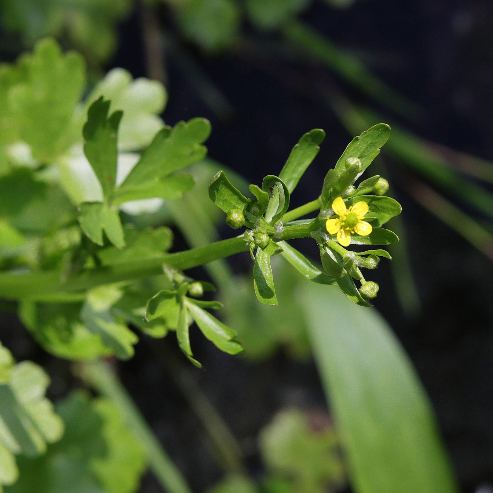 Afficher le média ranunculus_sceleratus7md ranunculus_sceleratus7md