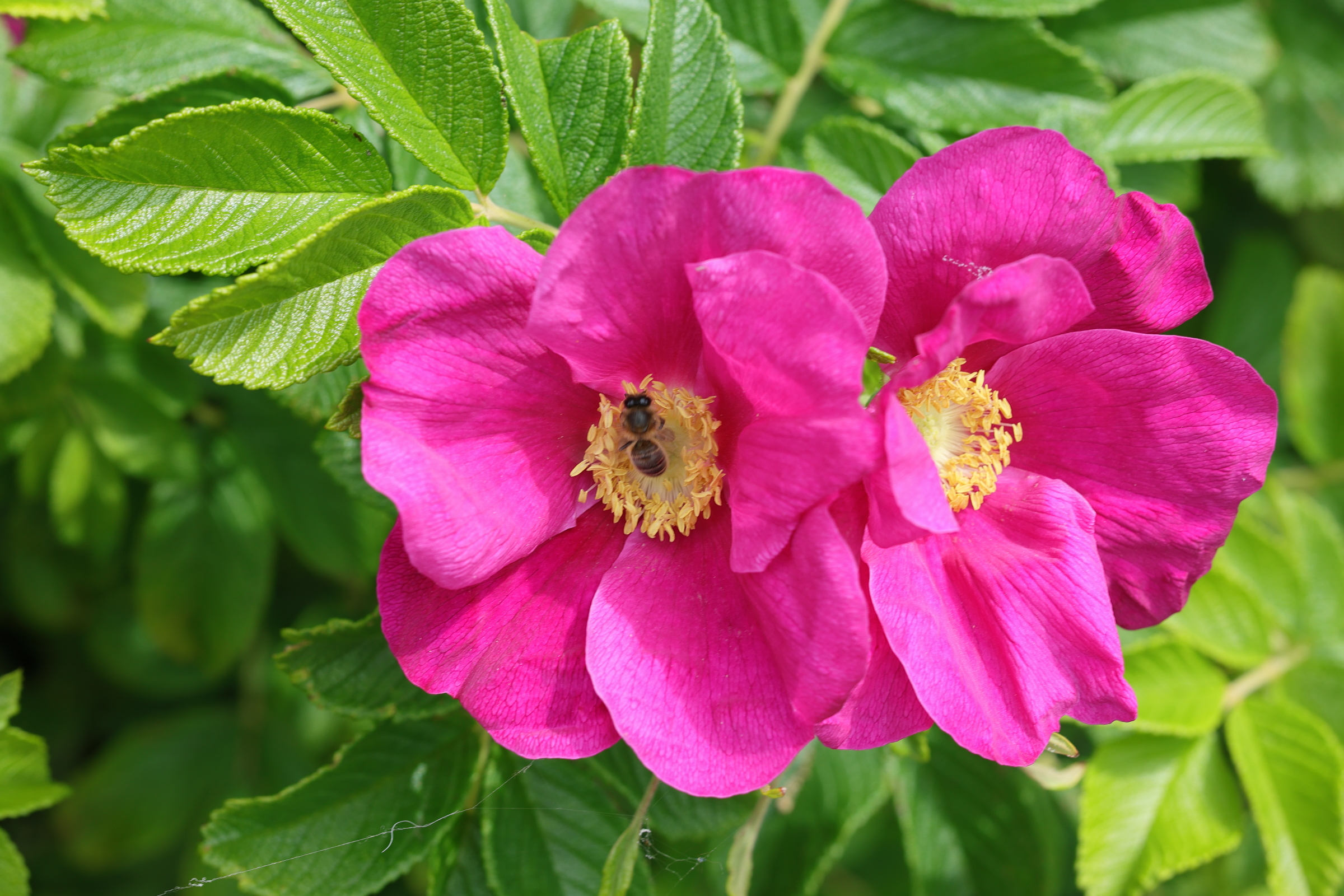 rosa_rugosa4md