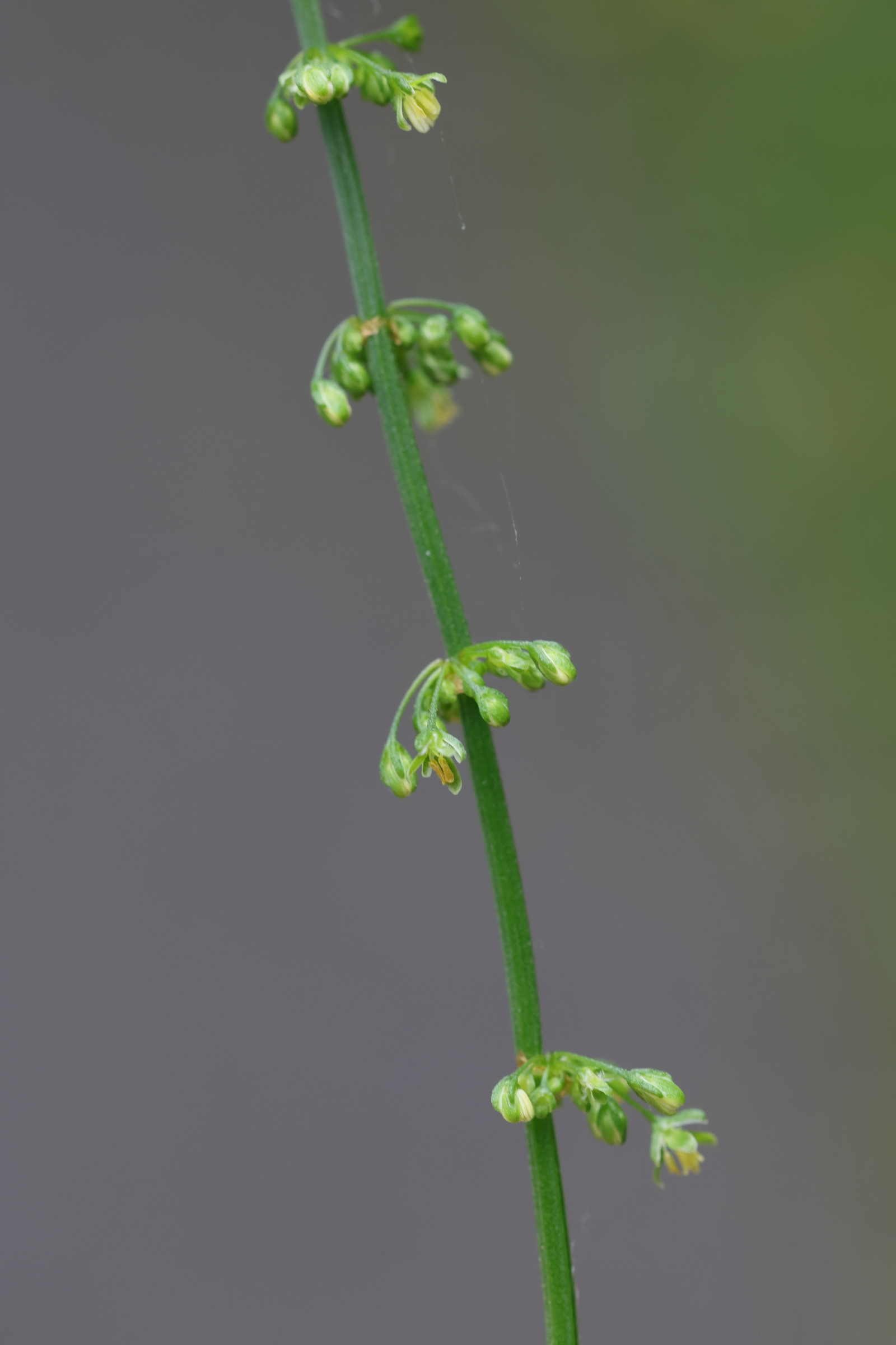 Afficher le média rumex_sanguineus5md rumex_sanguineus5md