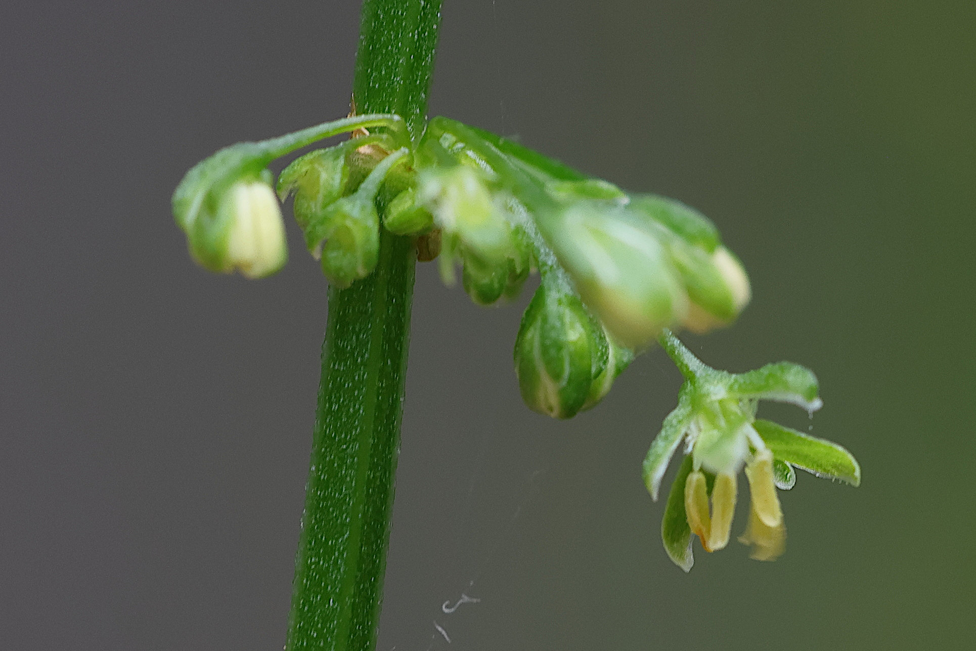 Afficher le média rumex_sanguineus6md rumex_sanguineus6md