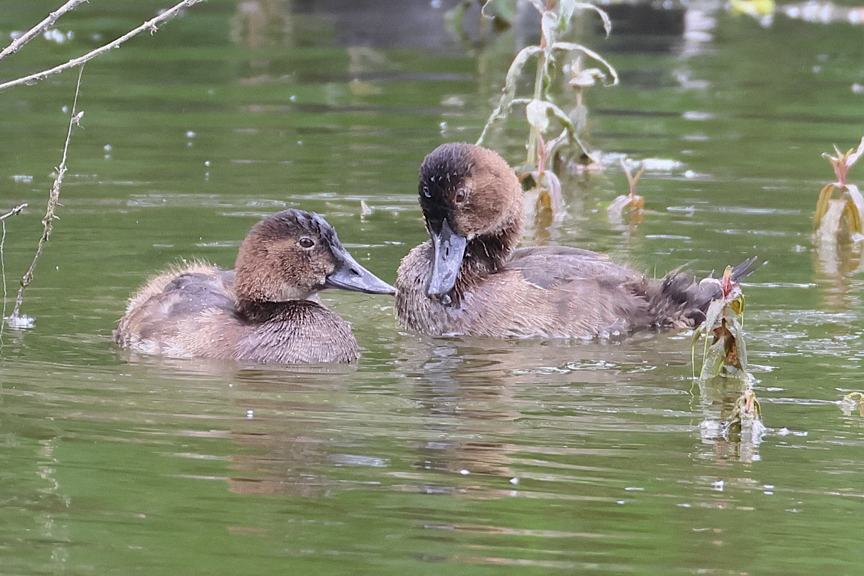 fuligule_milouin_-_aythya_ferina14bd