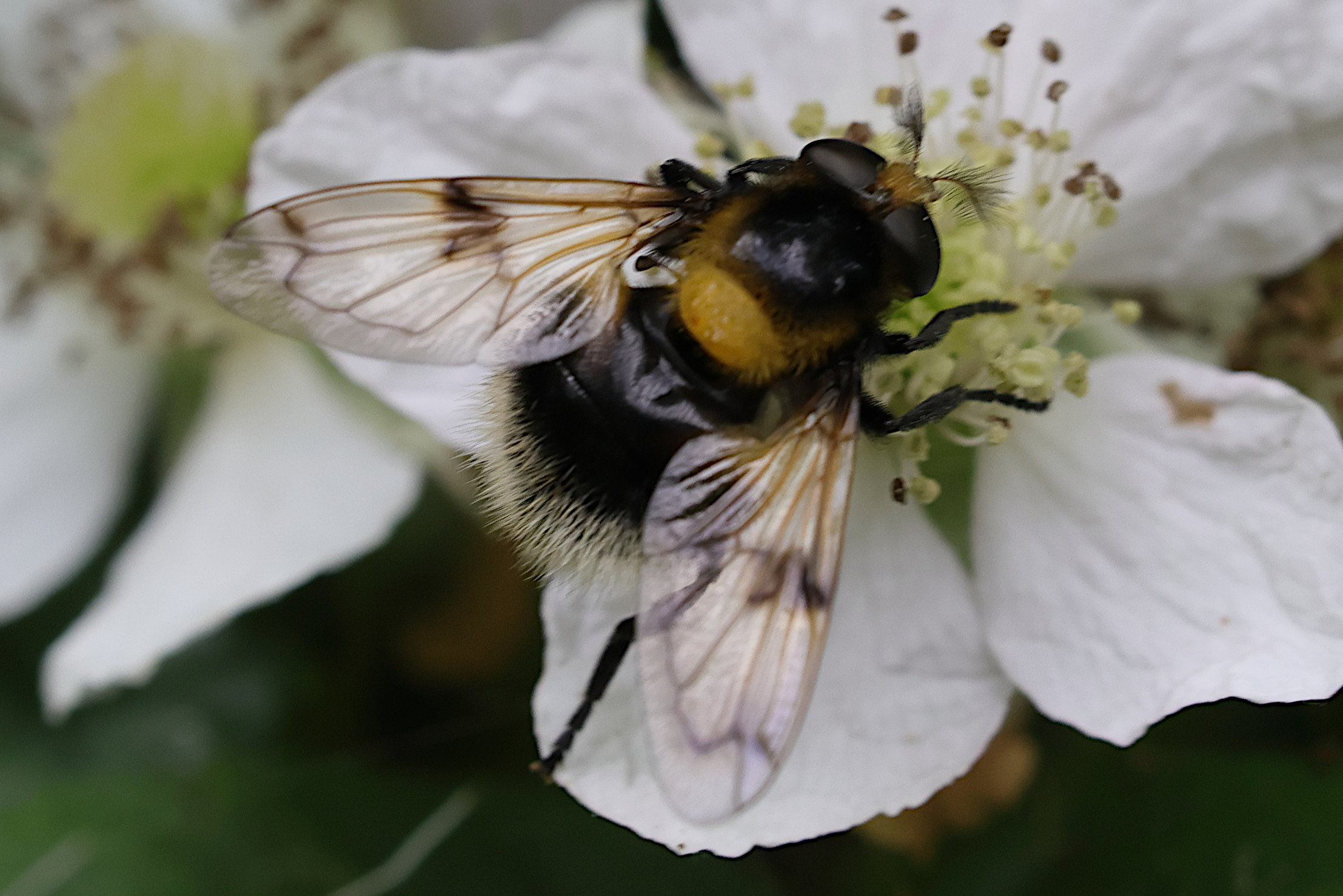 volucella_bombylans5md