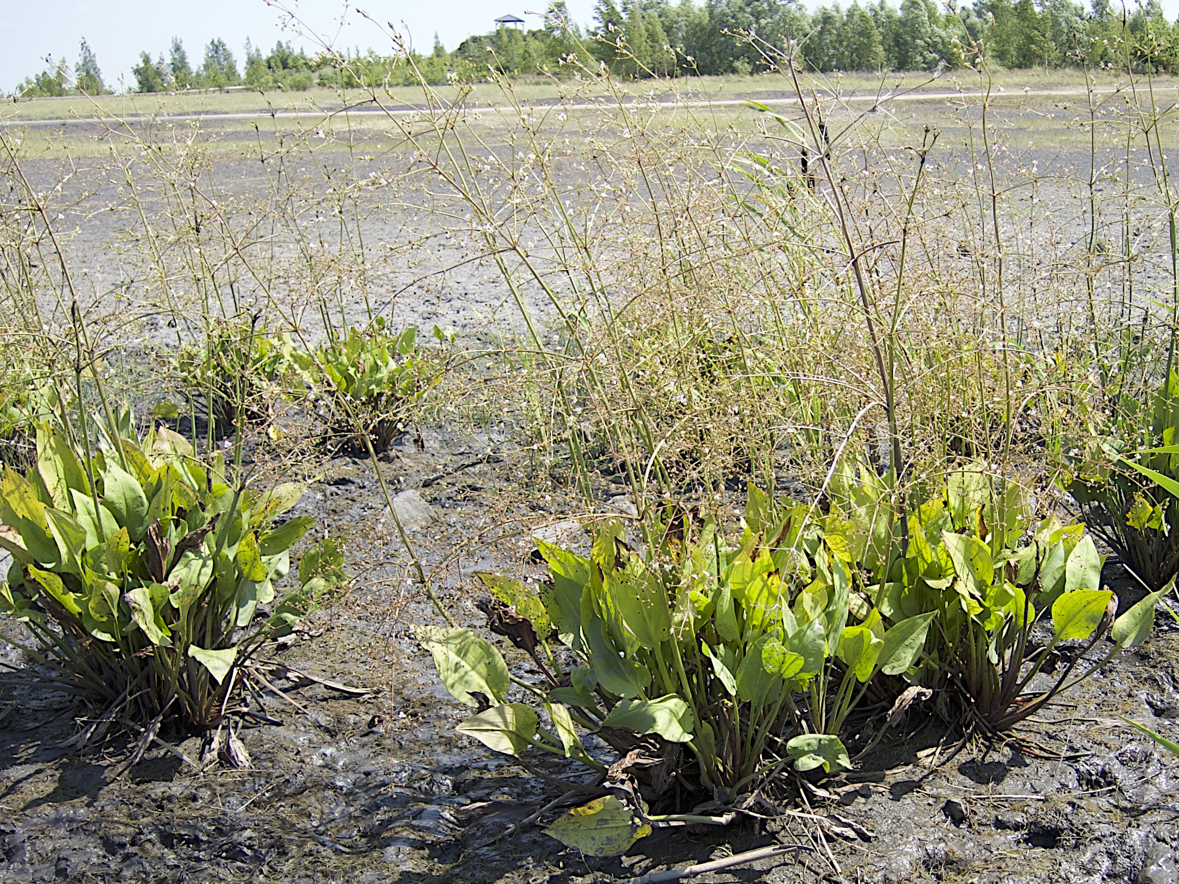 alisma_plantago-aquatica5md