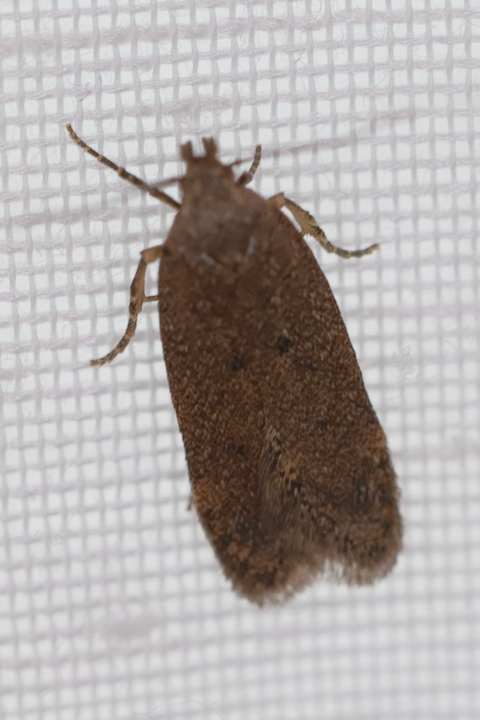 bryotropha_terrella1md