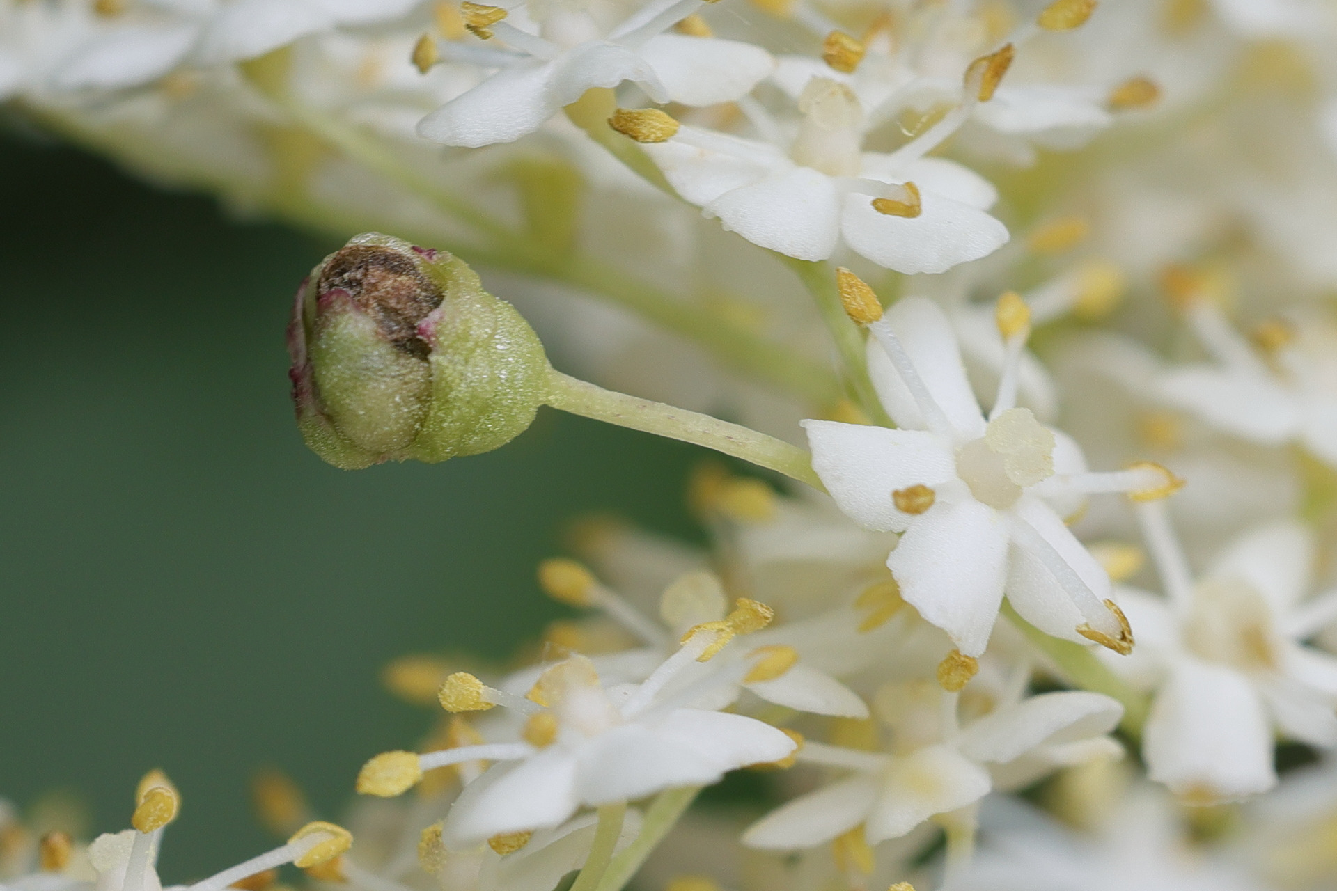 contarinia_sambuci_galle1md