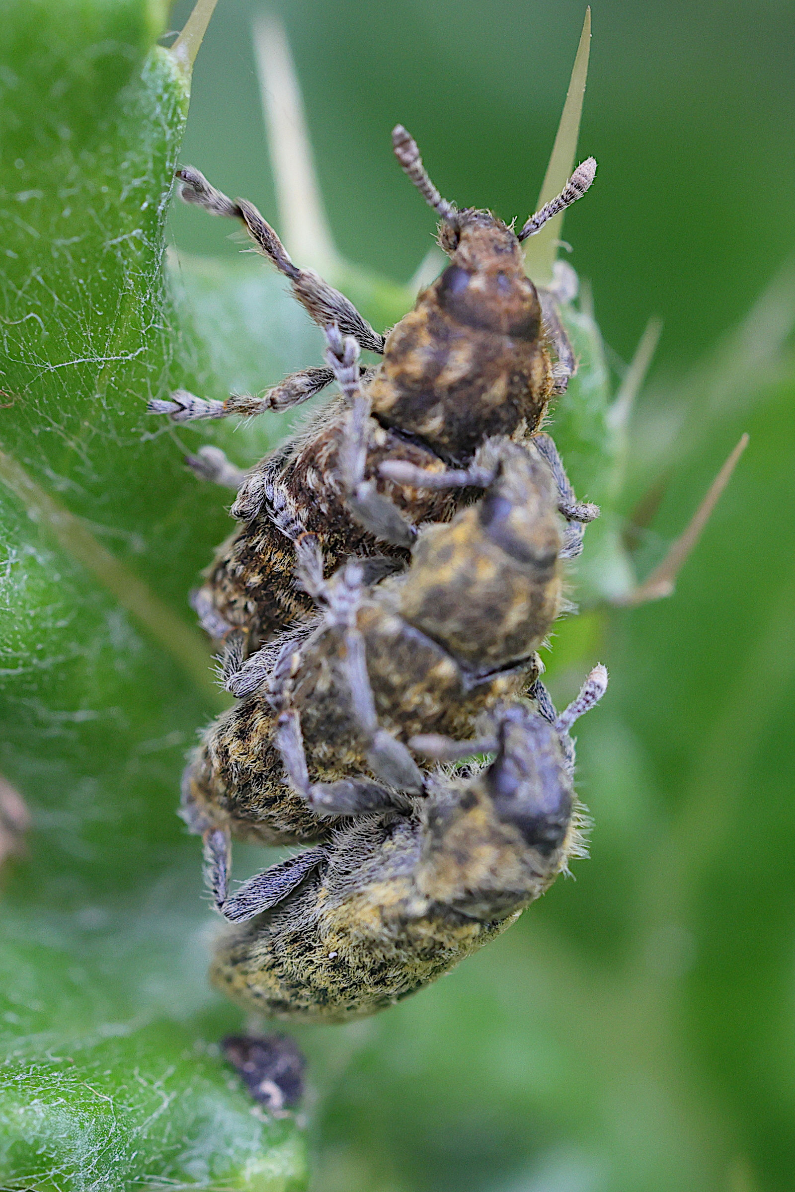 rhinocyllus_conicus1md