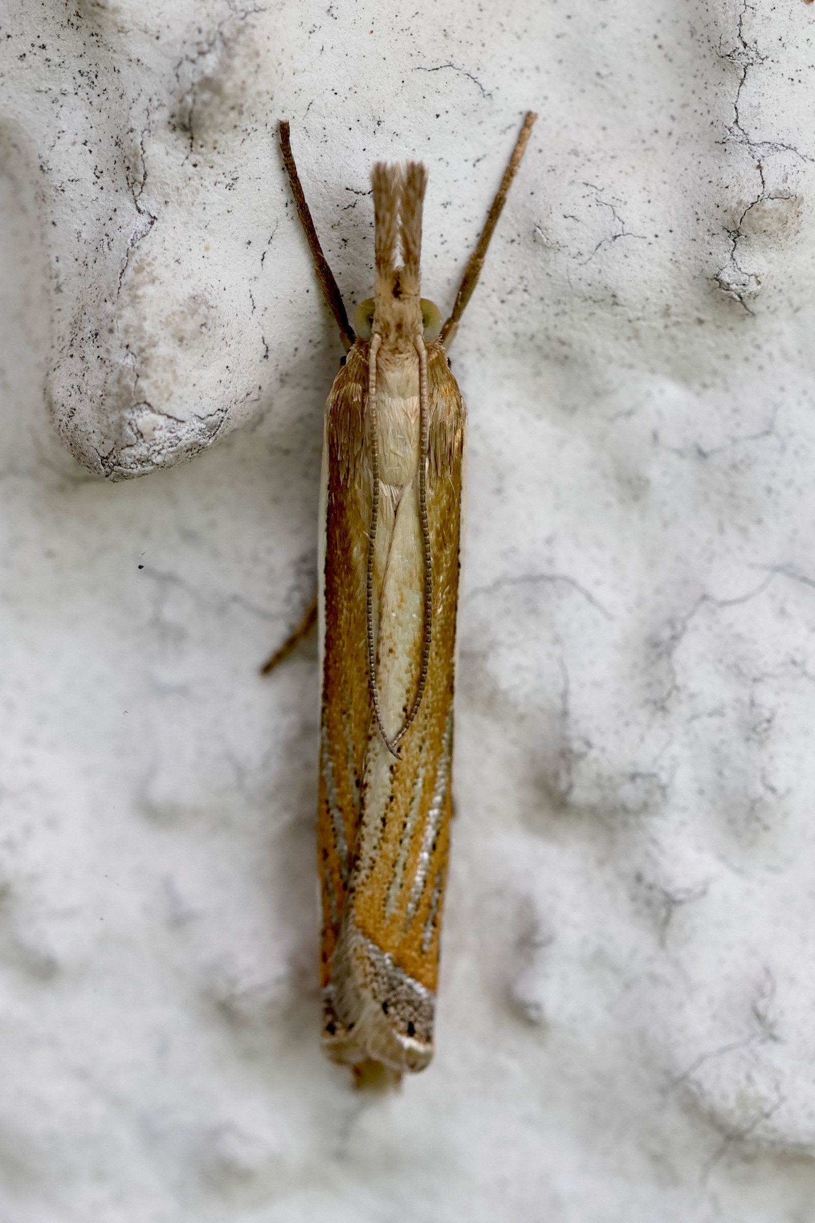 crambus_pascuella4md