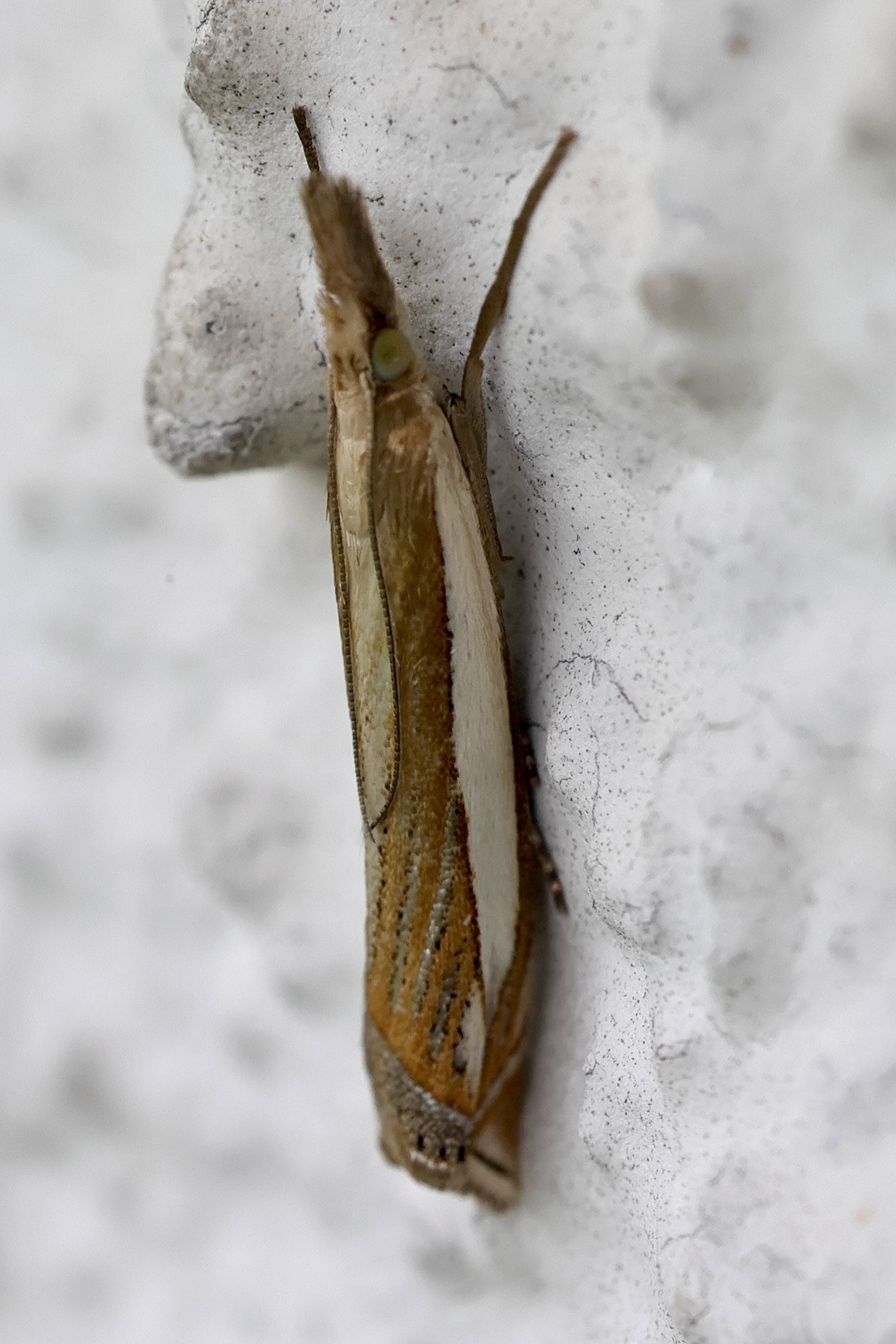 crambus_pascuella5md