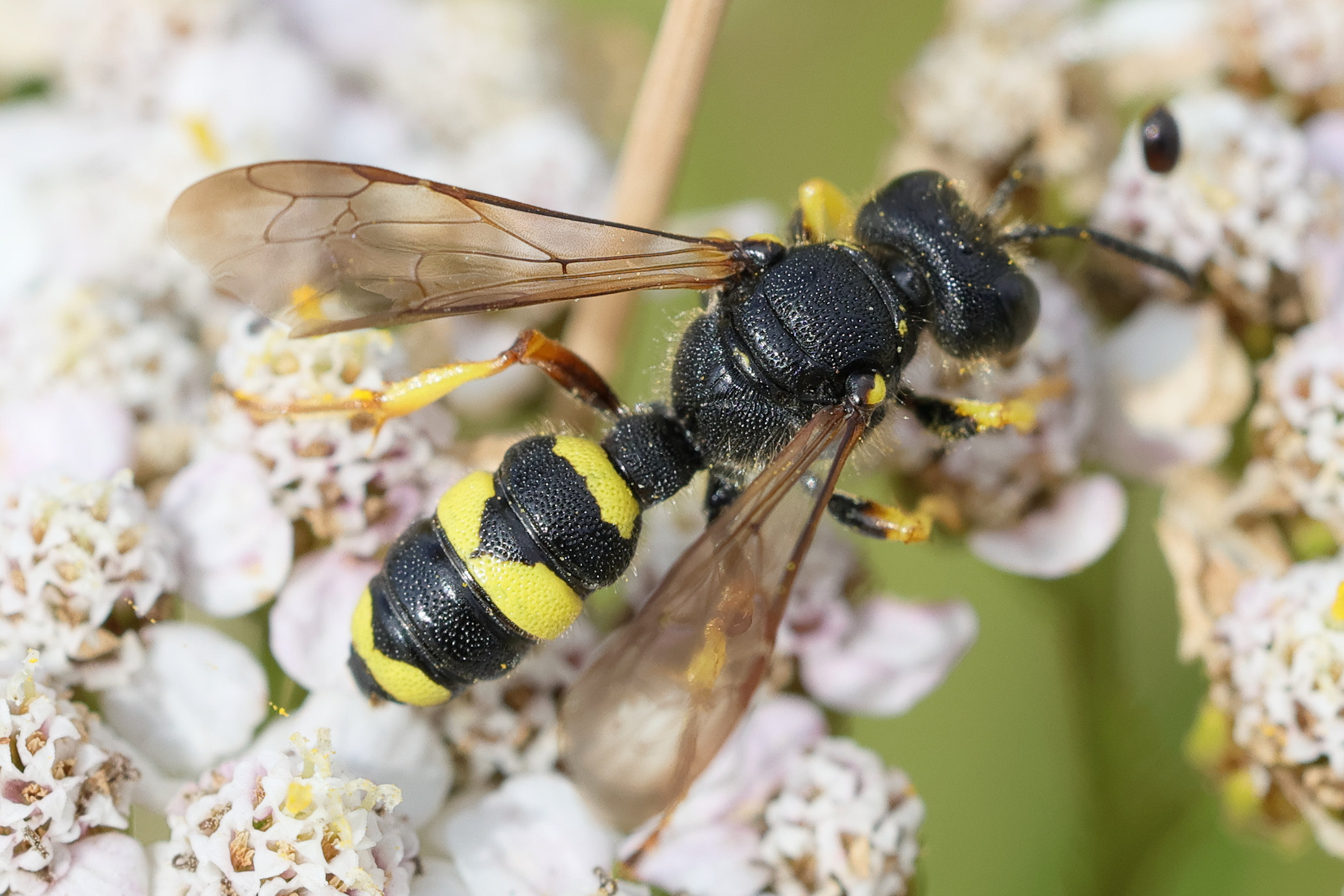 cerceris_rybyensis3md