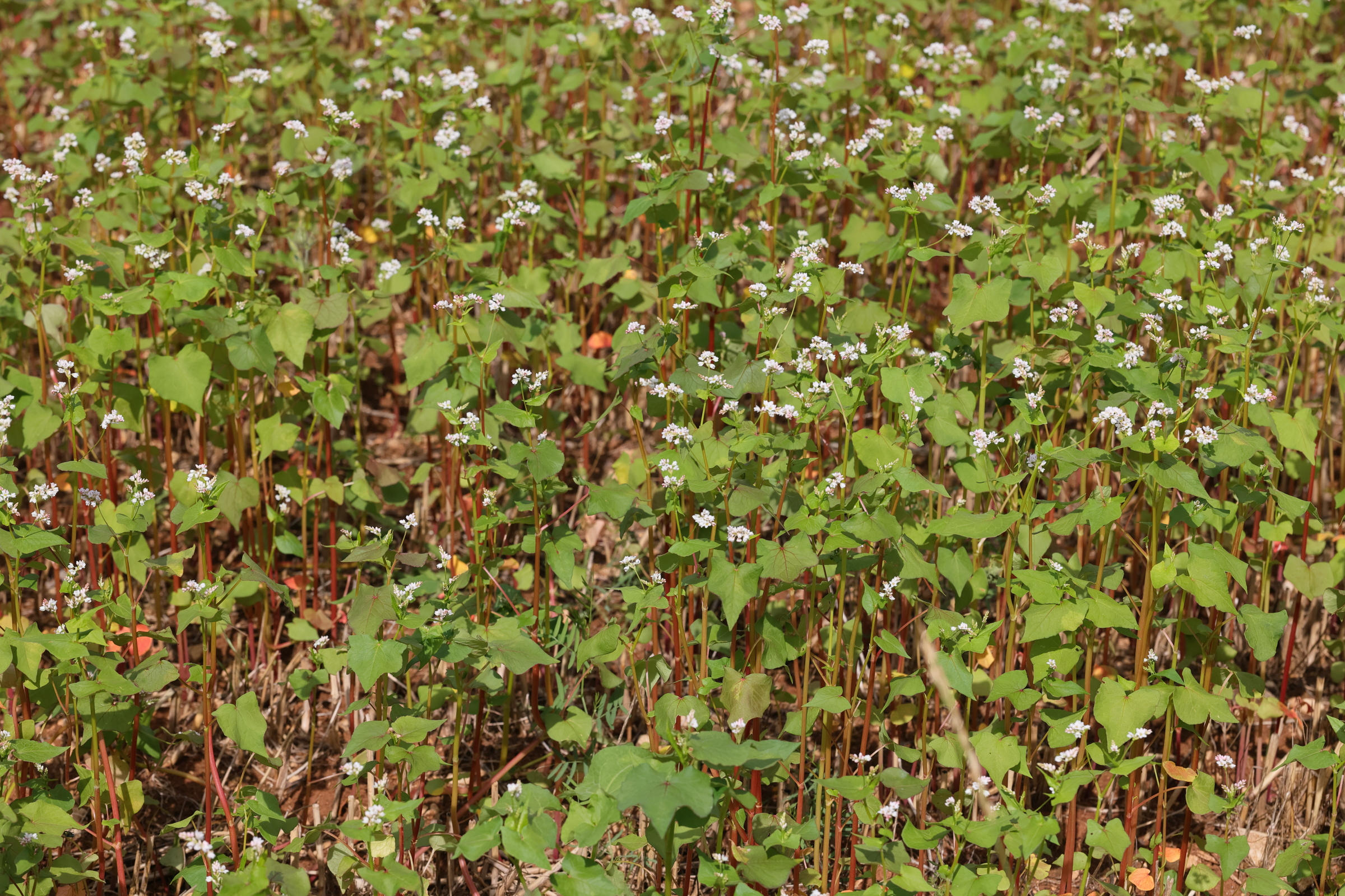 Afficher le média fagopyrum_esculentum1md fagopyrum_esculentum1md