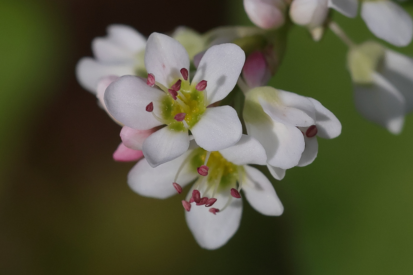 Afficher le média fagopyrum_esculentum4md fagopyrum_esculentum4md