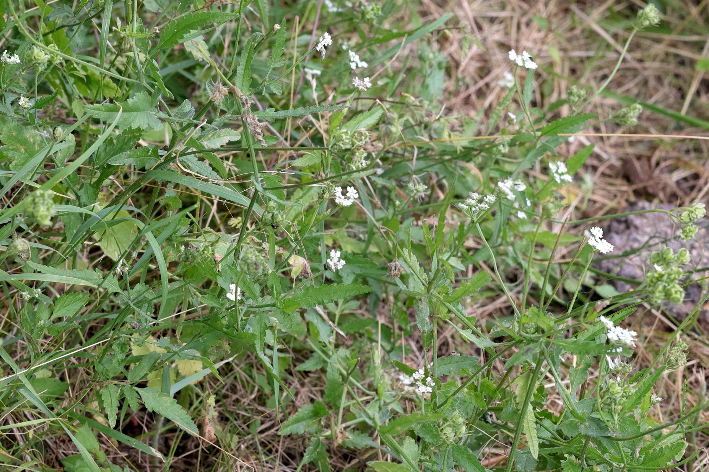 Afficher le média tordylium_maximum1md tordylium_maximum1md