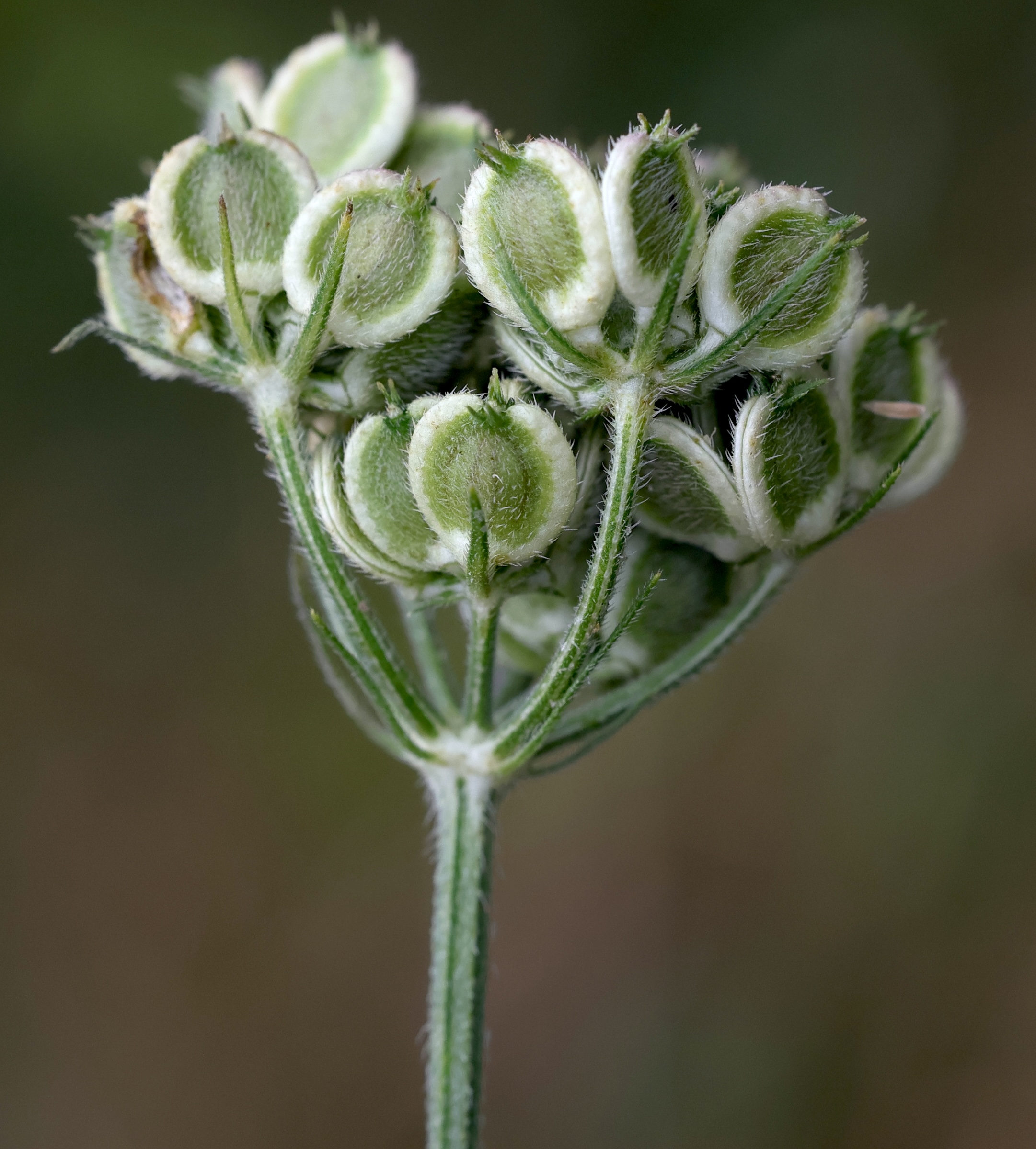 Afficher le média tordylium_maximum2md tordylium_maximum2md